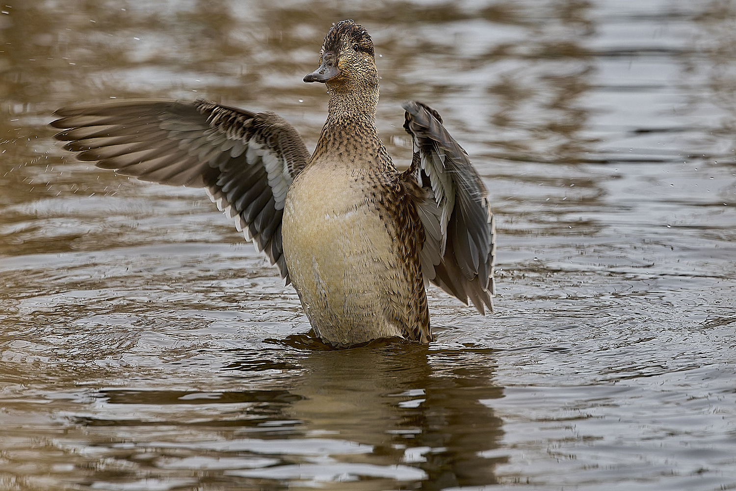 CleyTeal050225-31