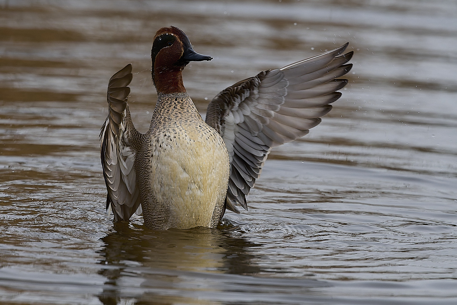 CleyTeal050225-33