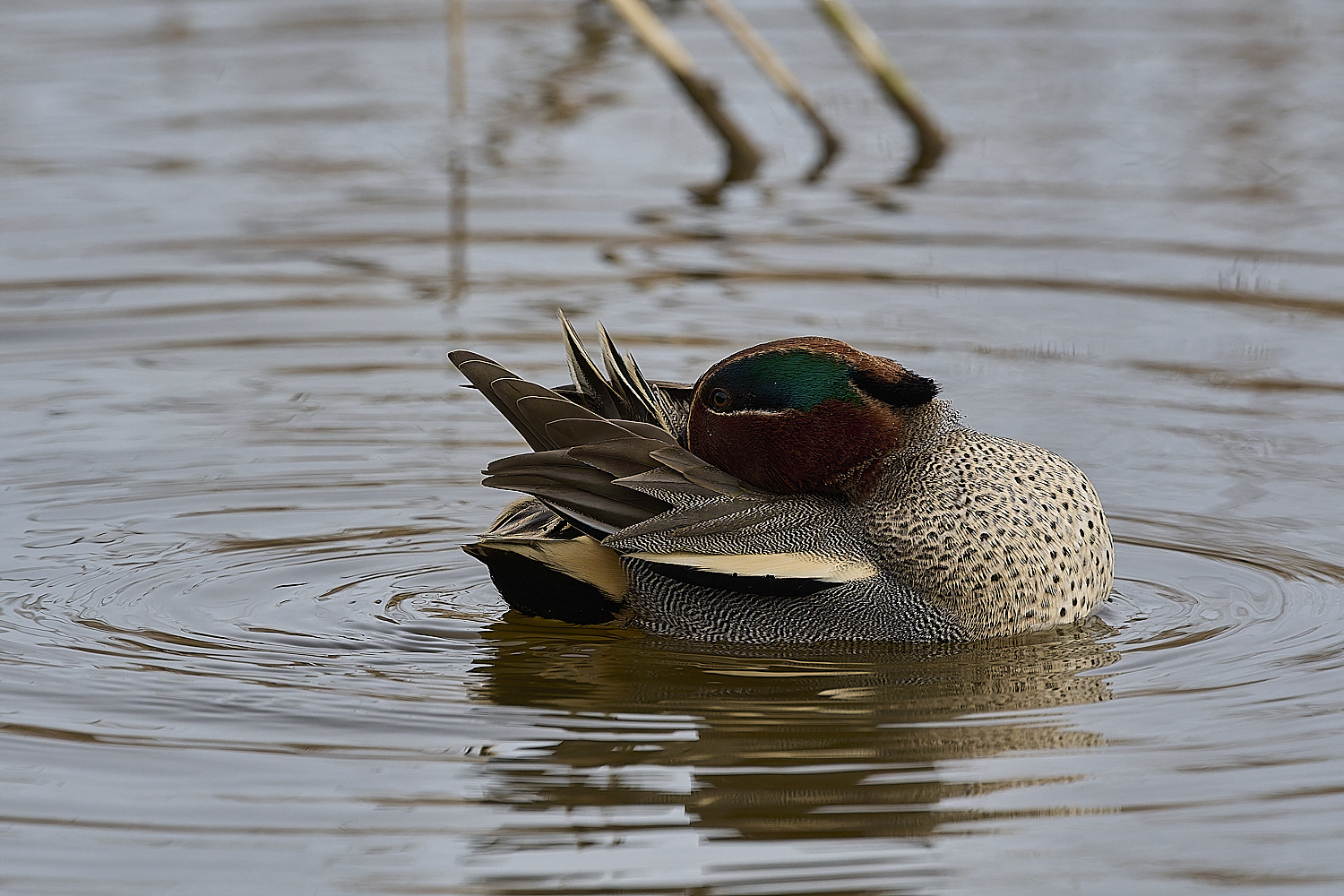 CleyTeal050225-35