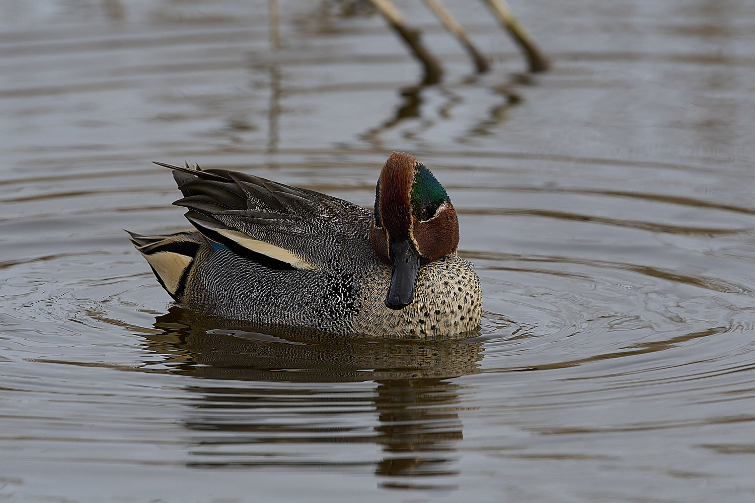 CleyTeal050225-36