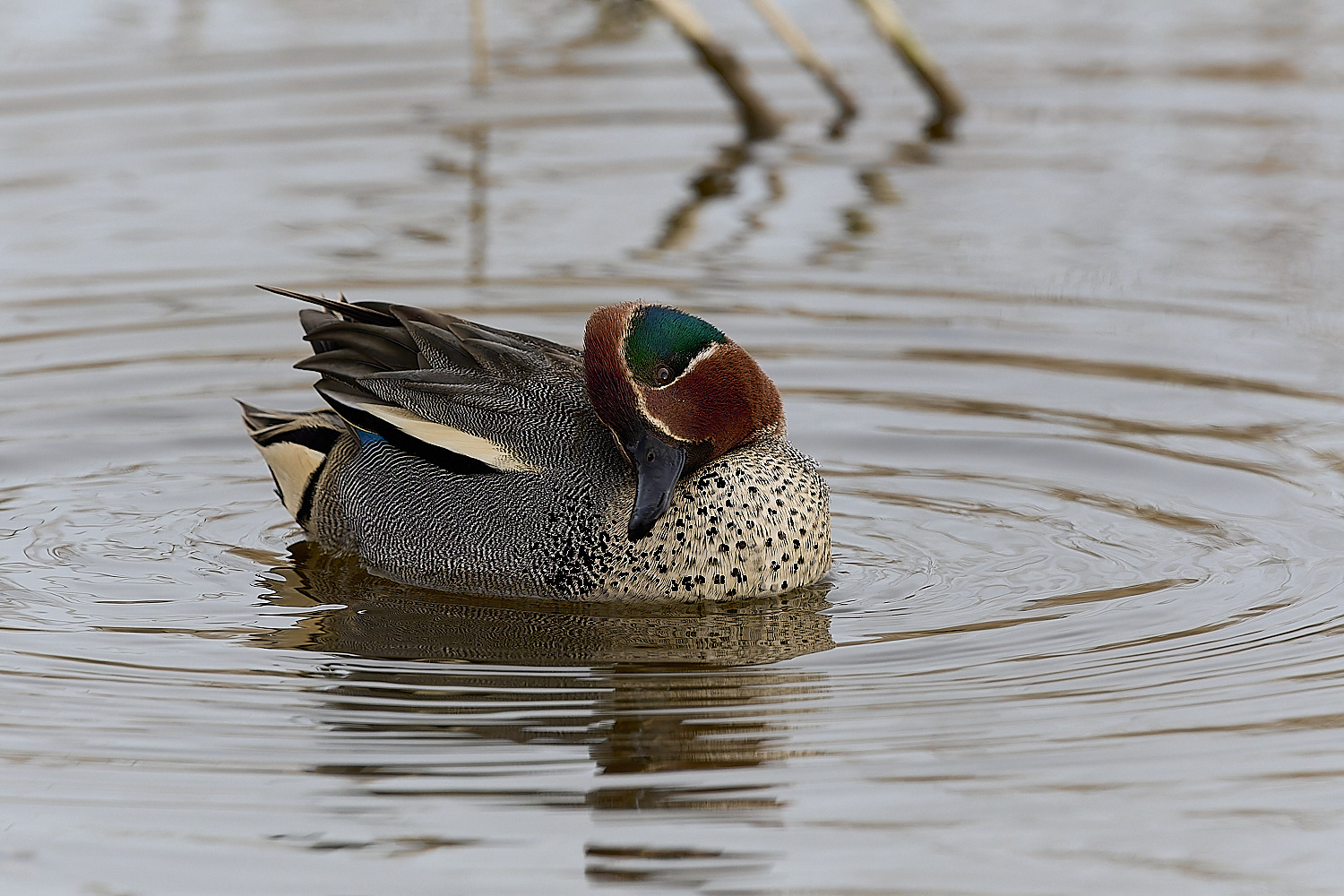 CleyTeal050225-37