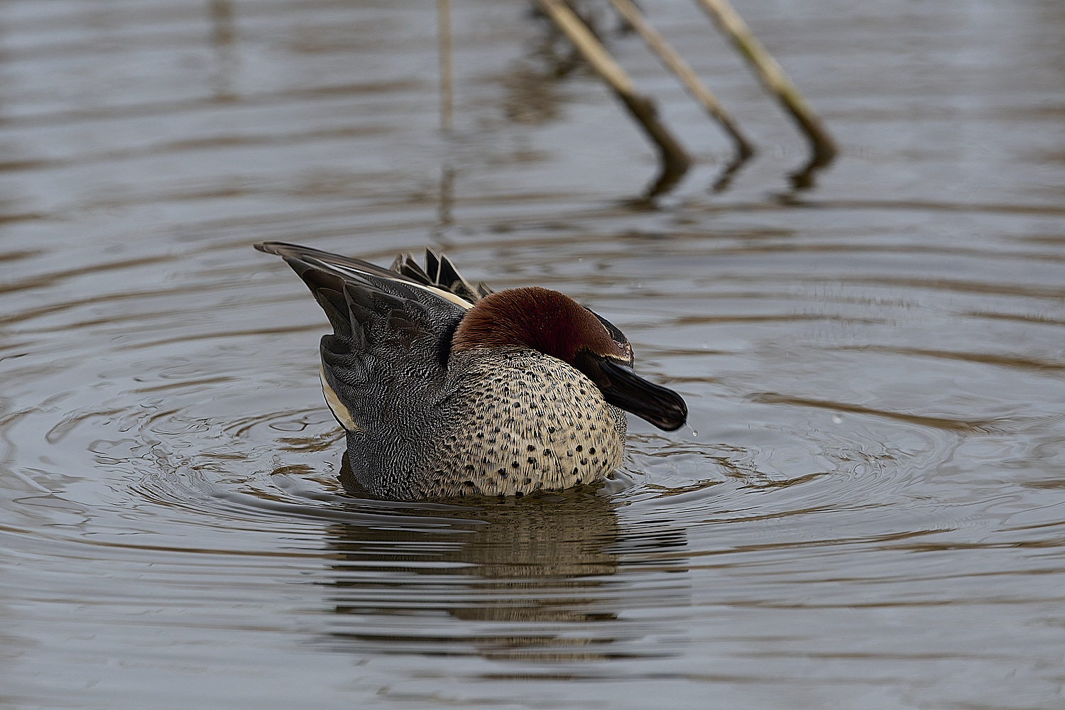 CleyTeal050225-38