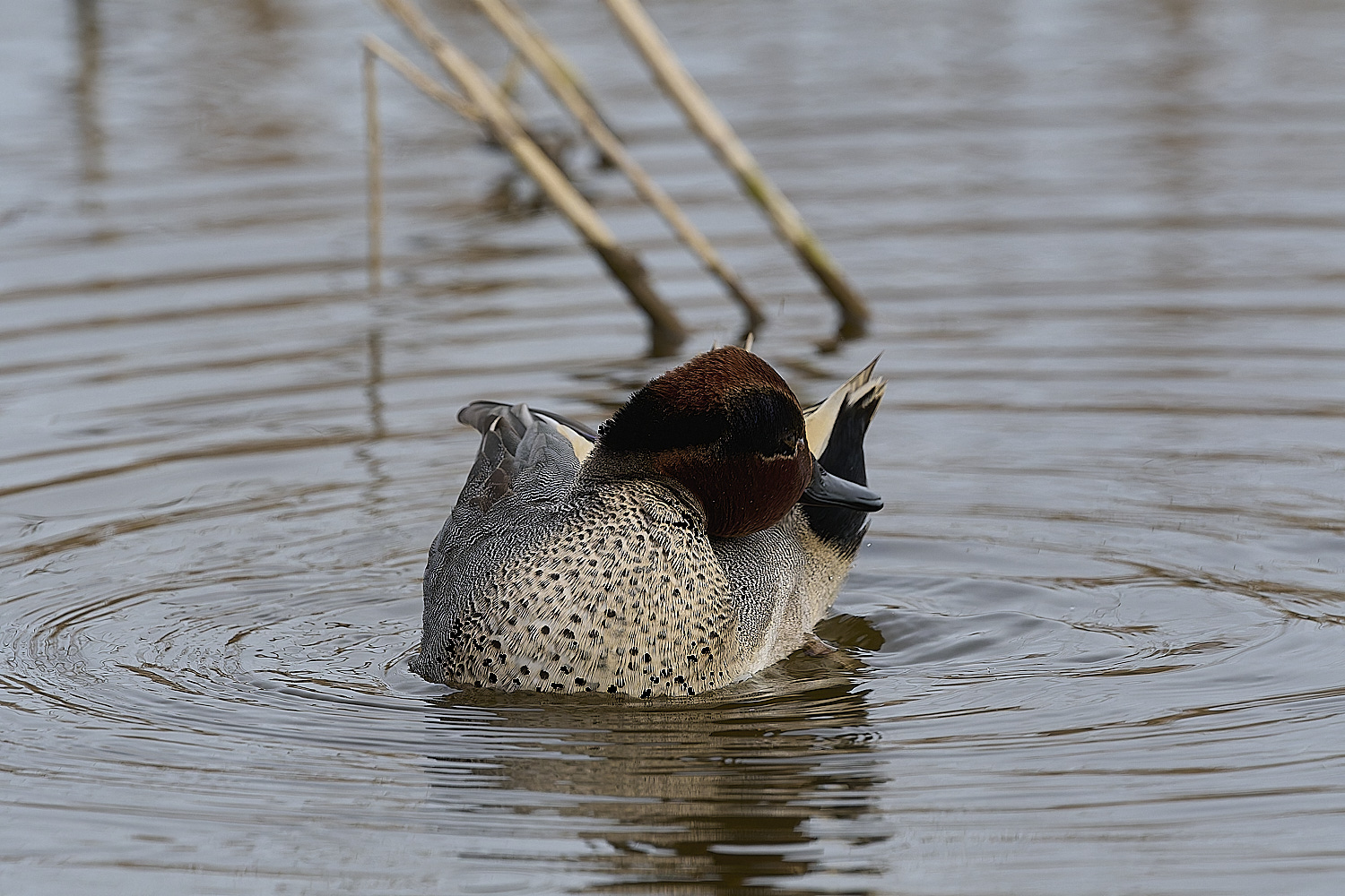 CleyTeal050225-40