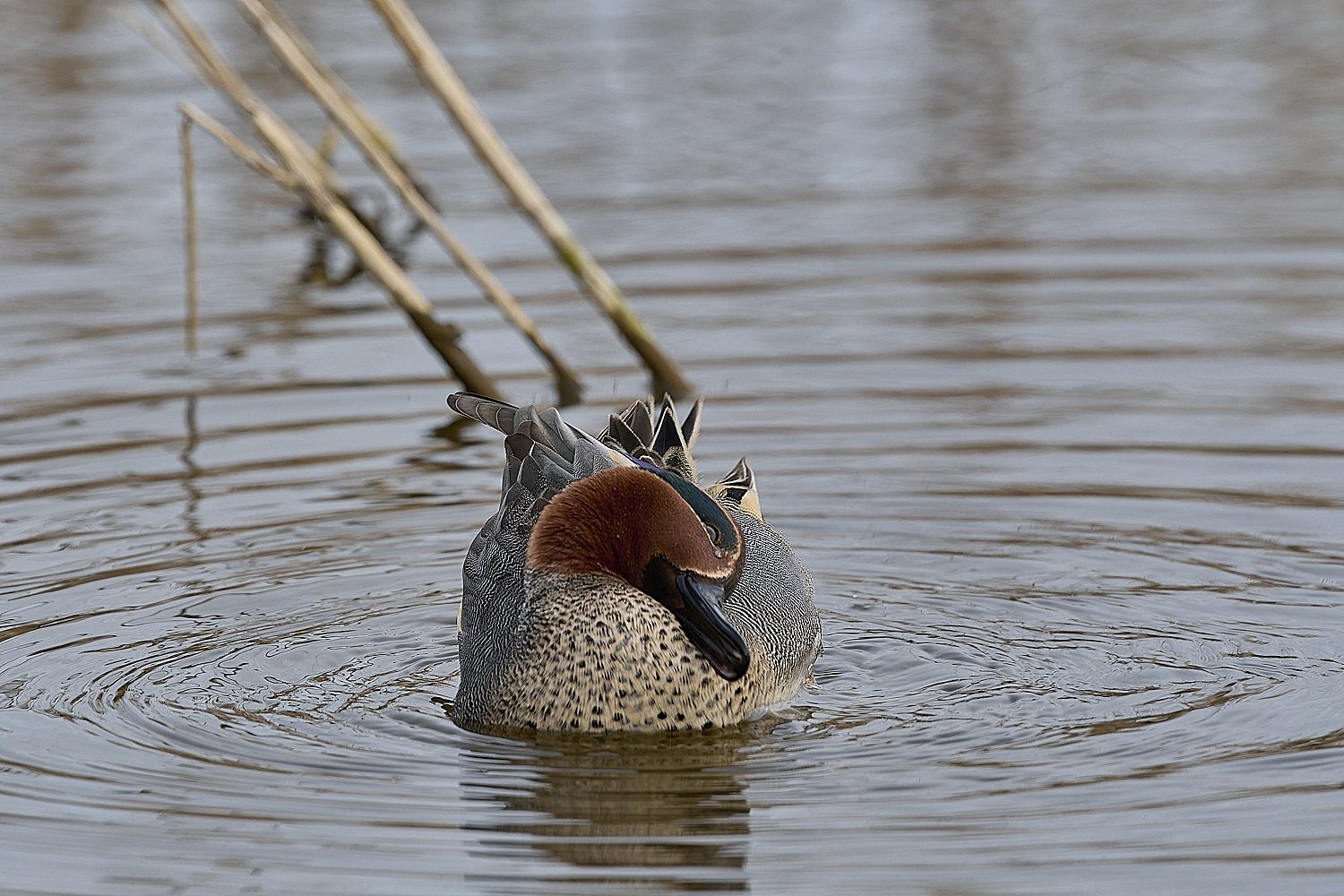 CleyTeal050225-41