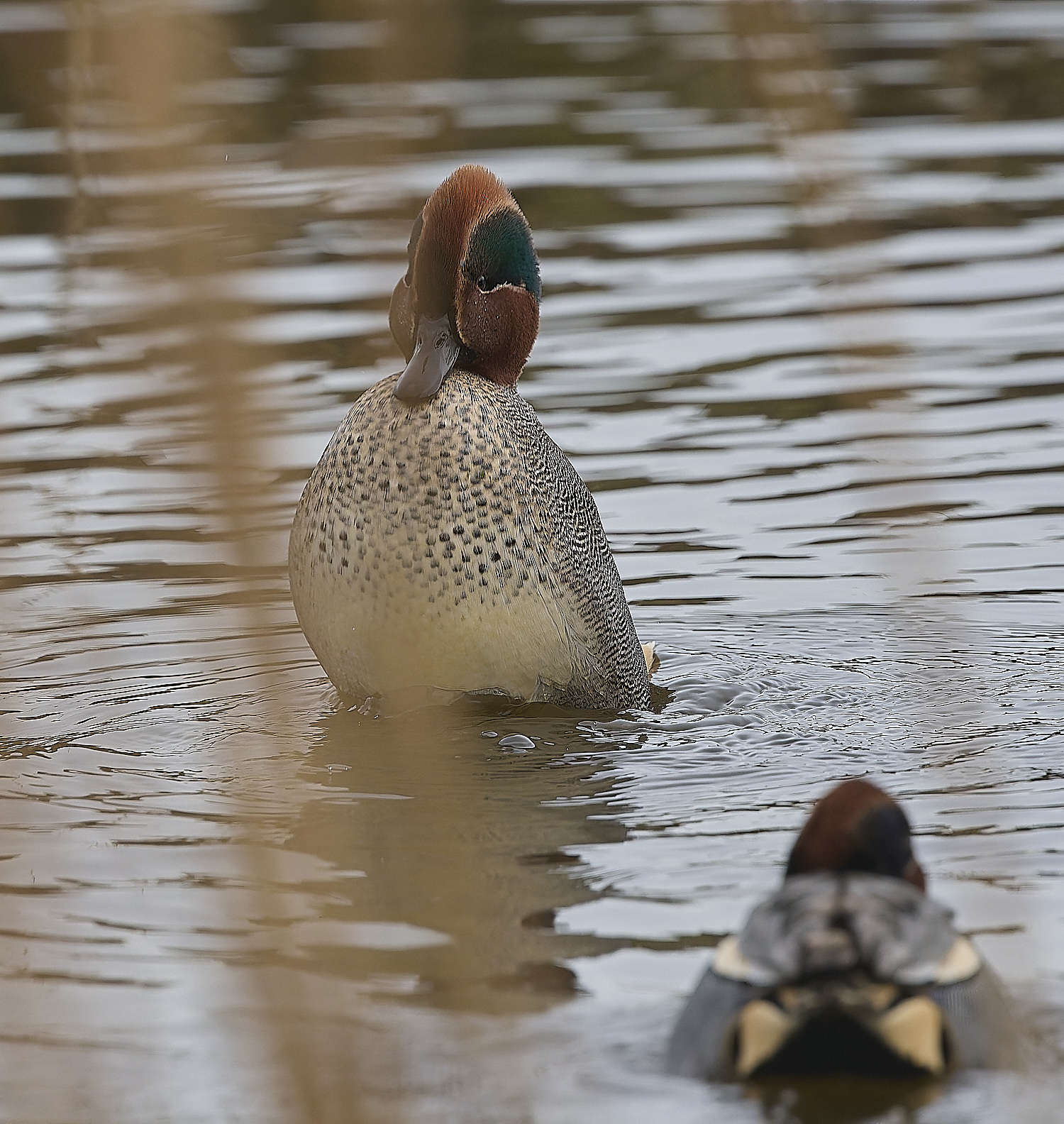 CleyTeal050225-6