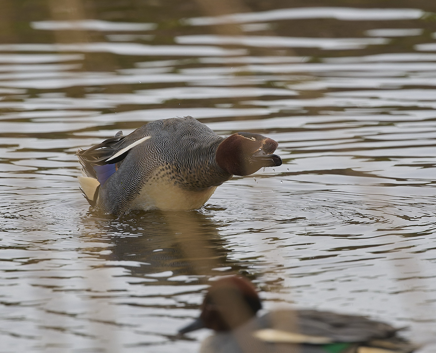 CleyTeal050225-8