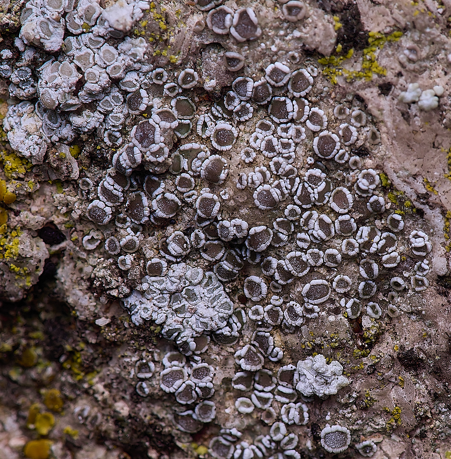 ColbyLichen17270225-1