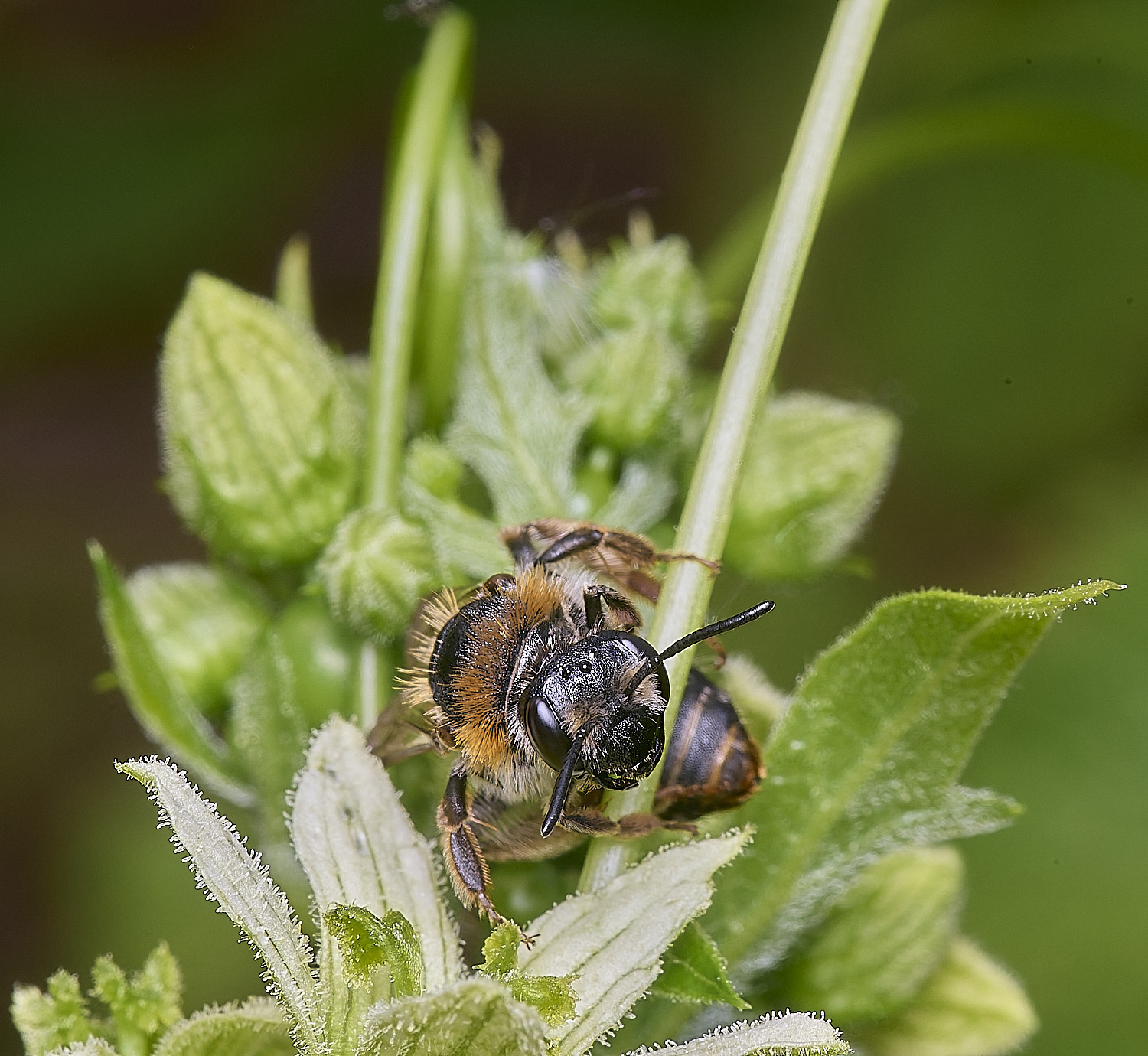 CranwichCampAhaemorrhoa080625-1