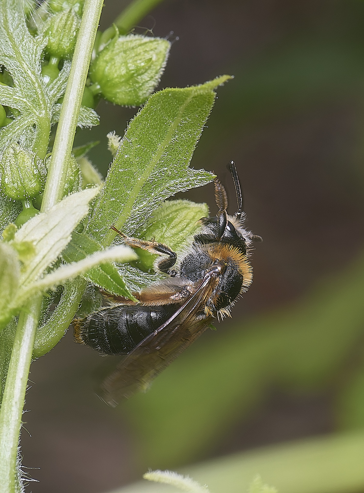 CranwichCampAhaemorrhoa080625-2