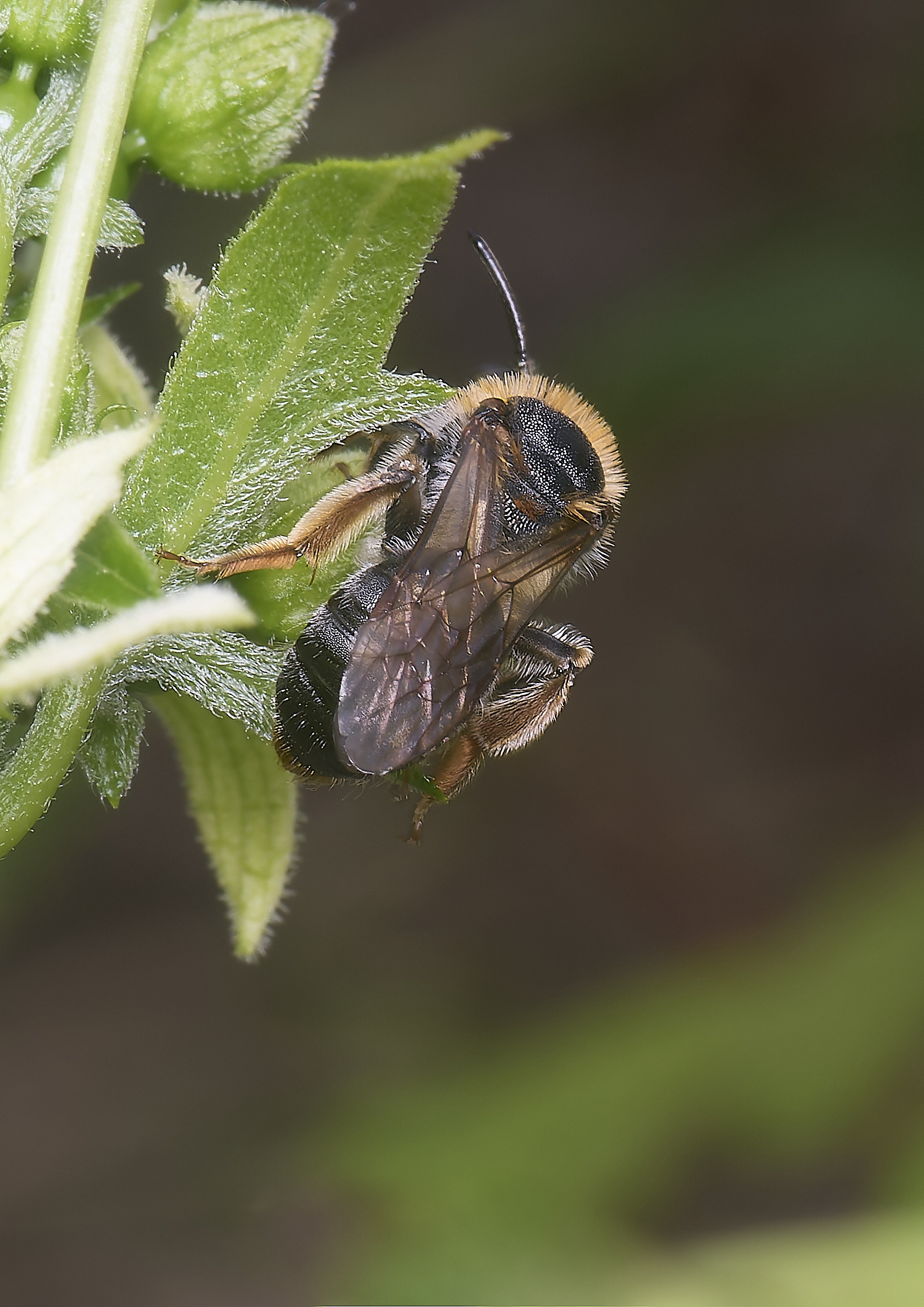 CranwichCampAhaemorrhoa080625-3