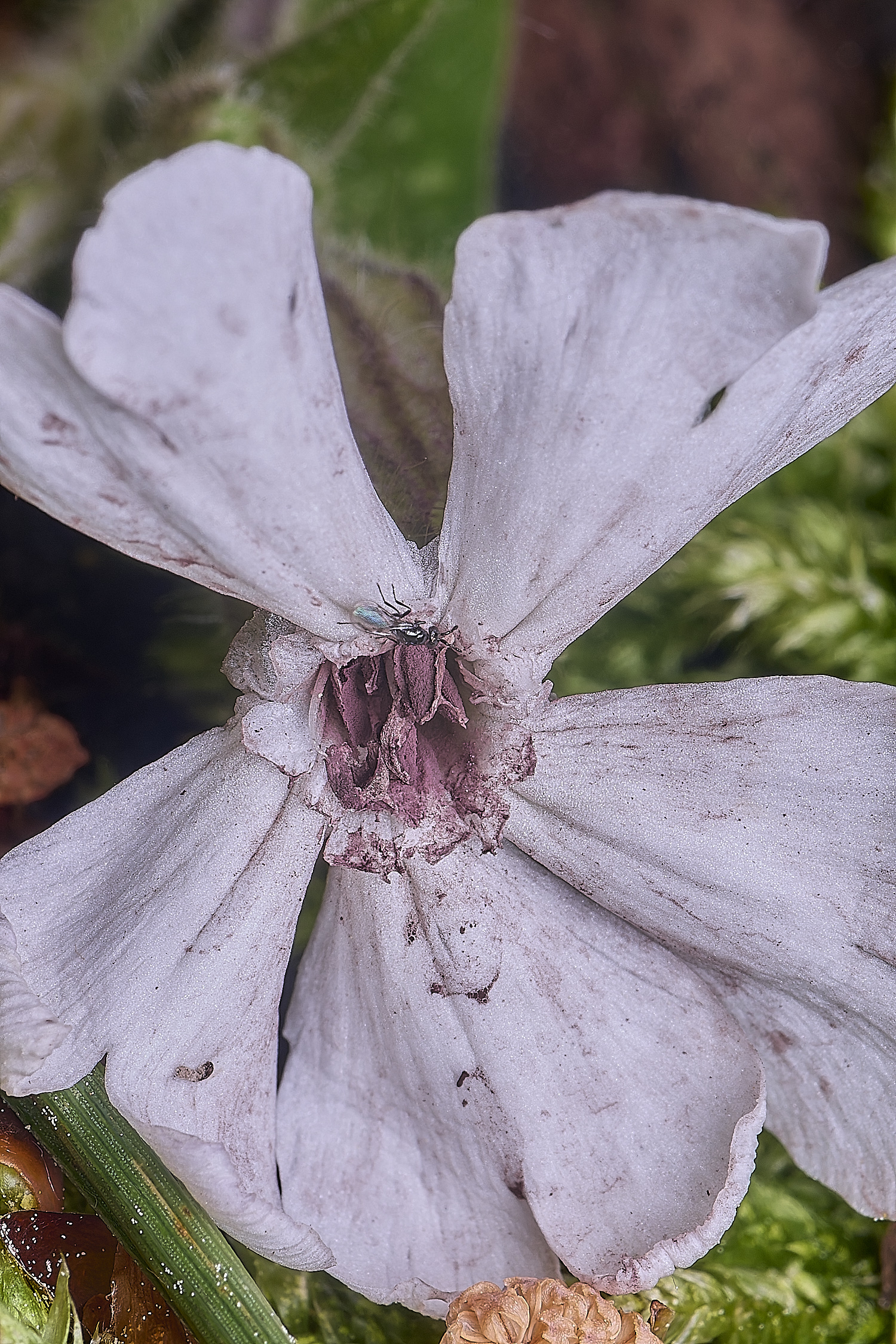 CranwichCampAntherSmut080625-1