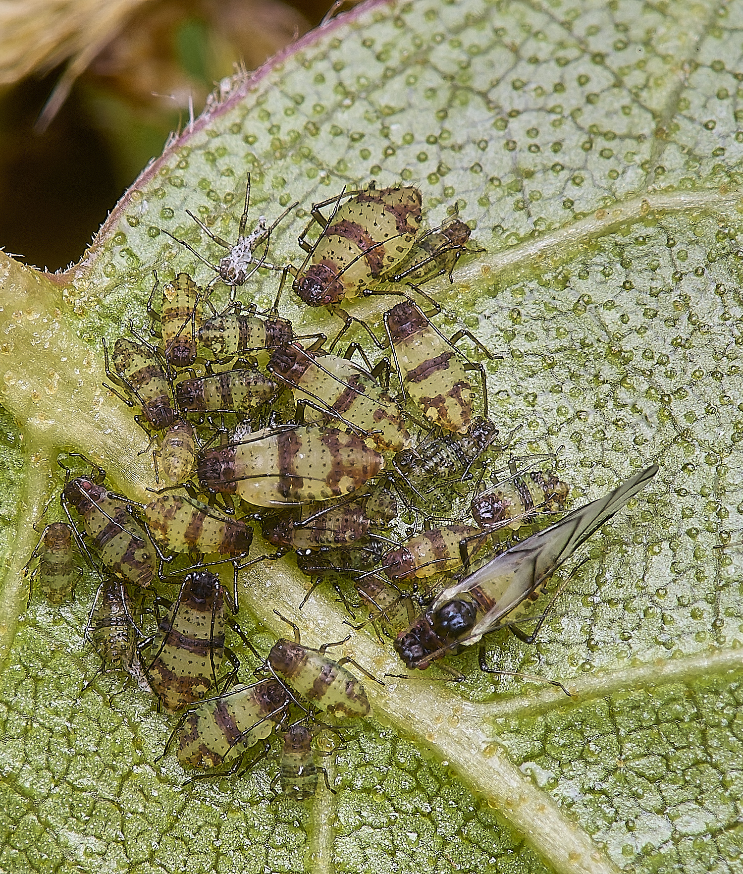 CranwichCampAphidBirch080625-1