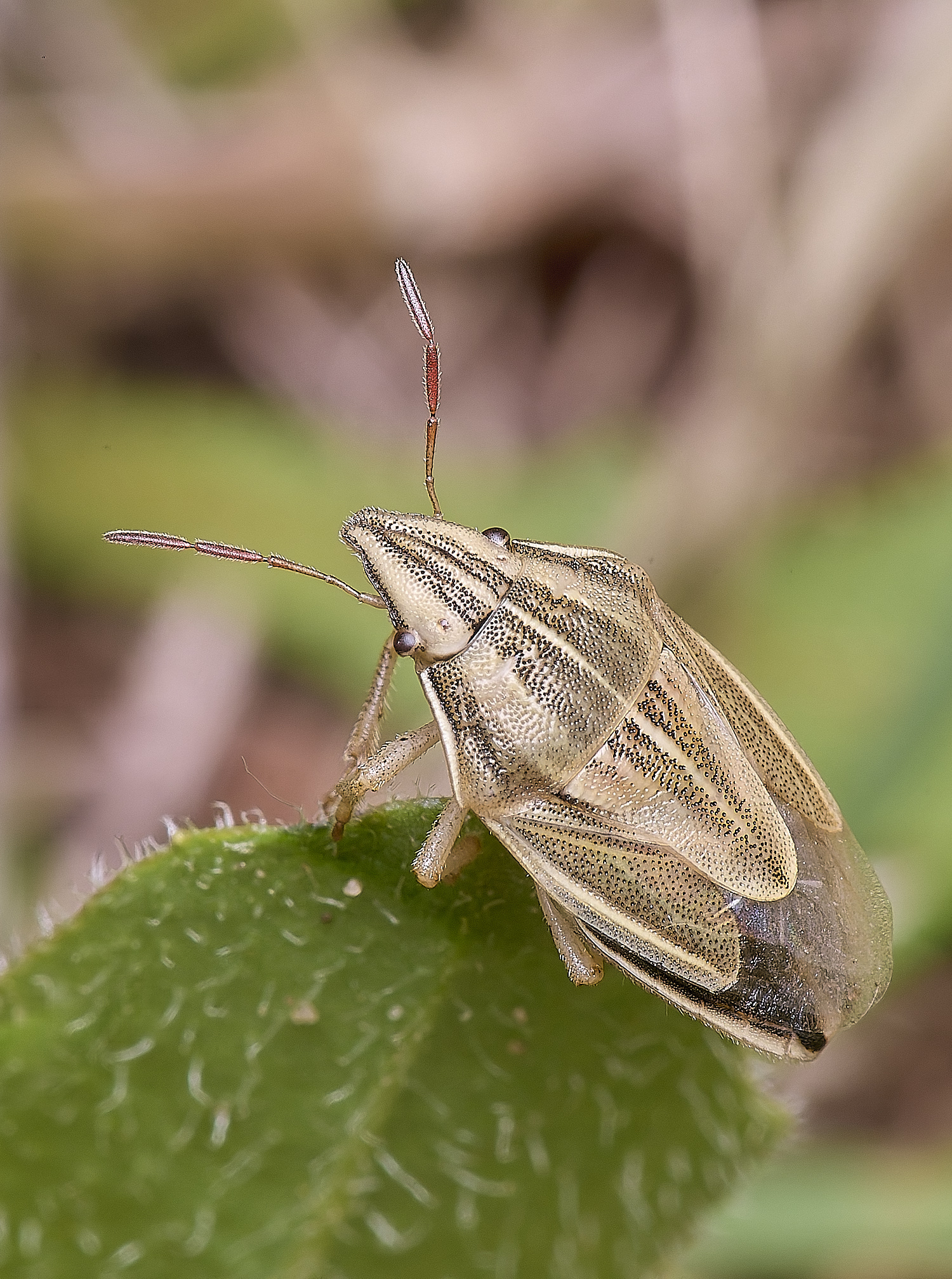 CranwichCampBishopMitre080625-2