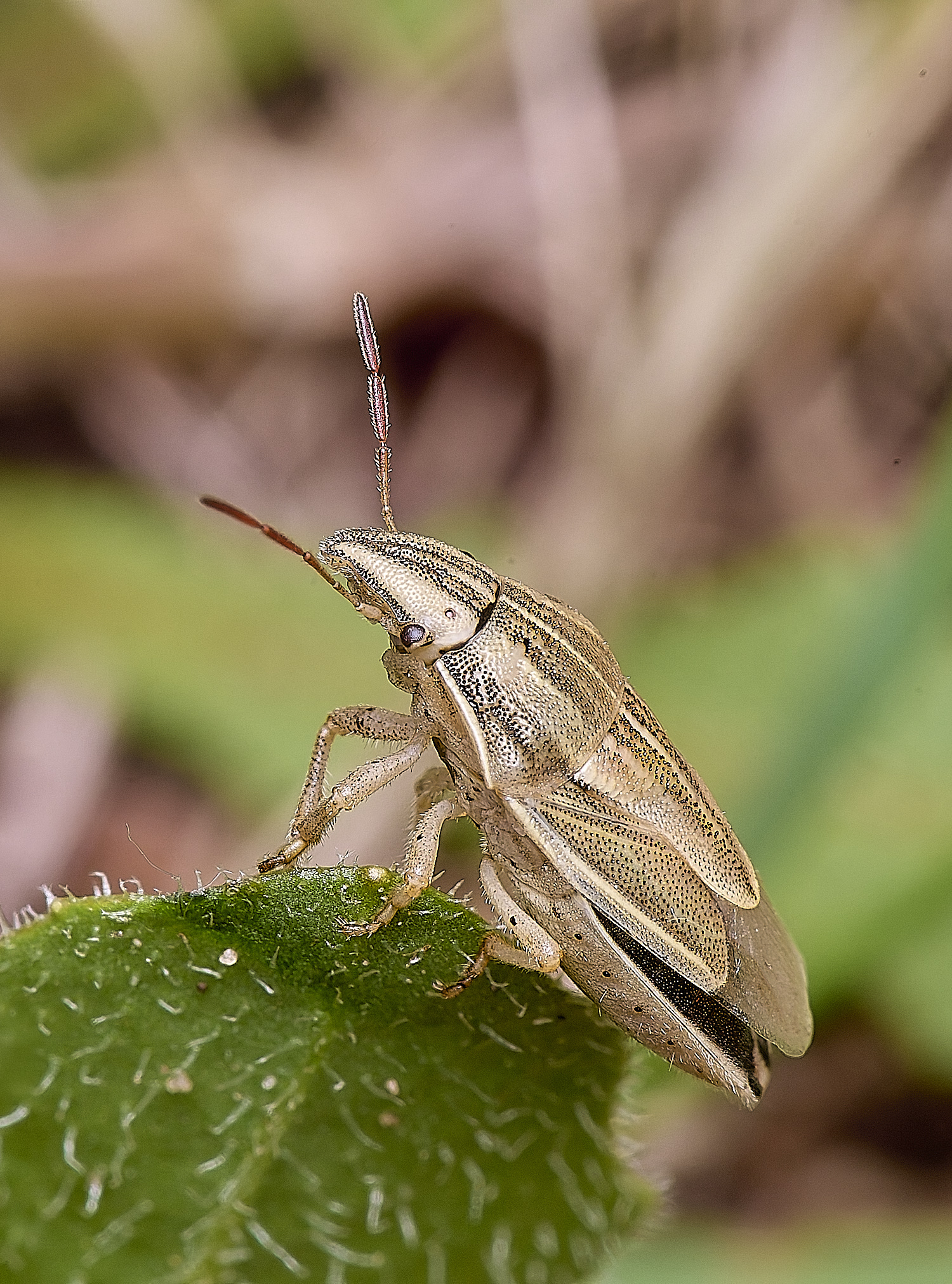 CranwichCampBishopMitre080625-3