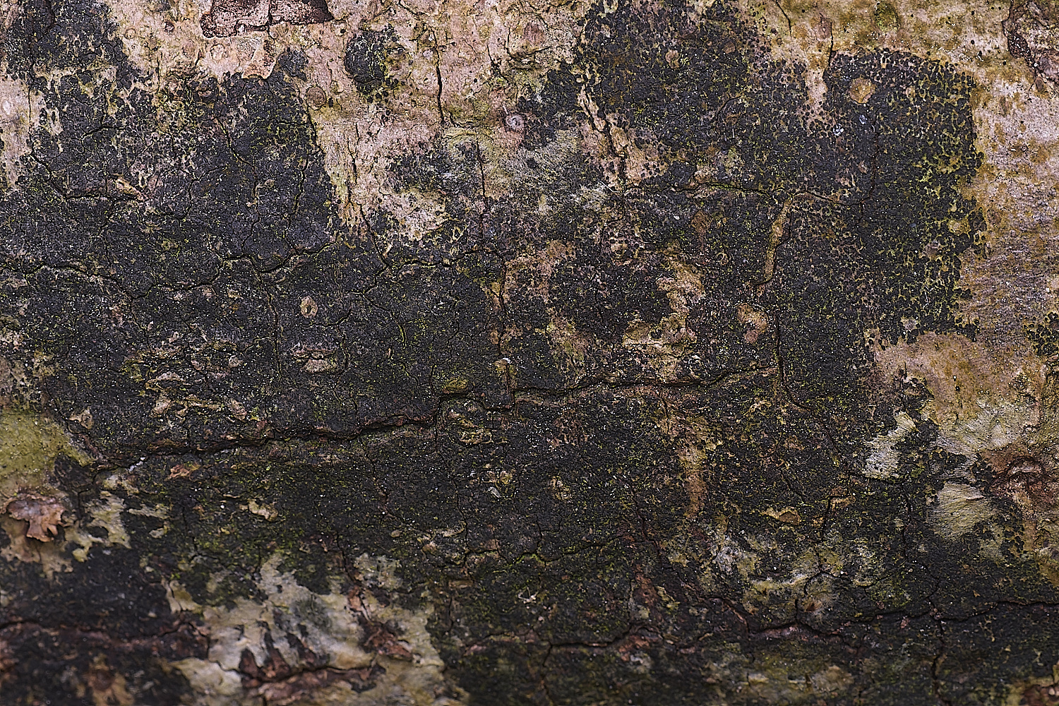 CranwichCampBlack080625-1