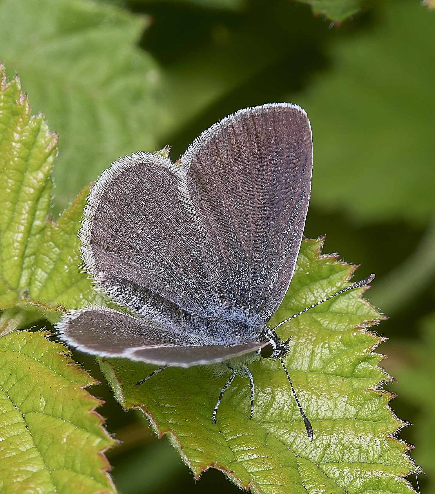 CranwichCampBlue080625-1