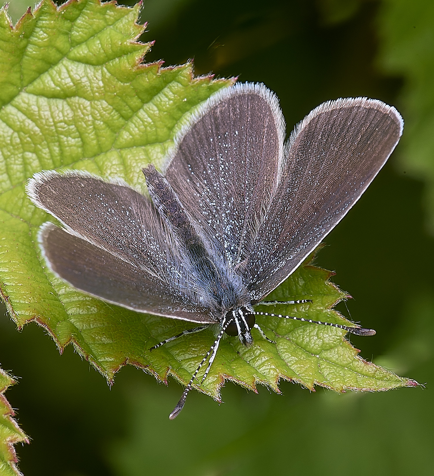 CranwichCampBlue080625-4