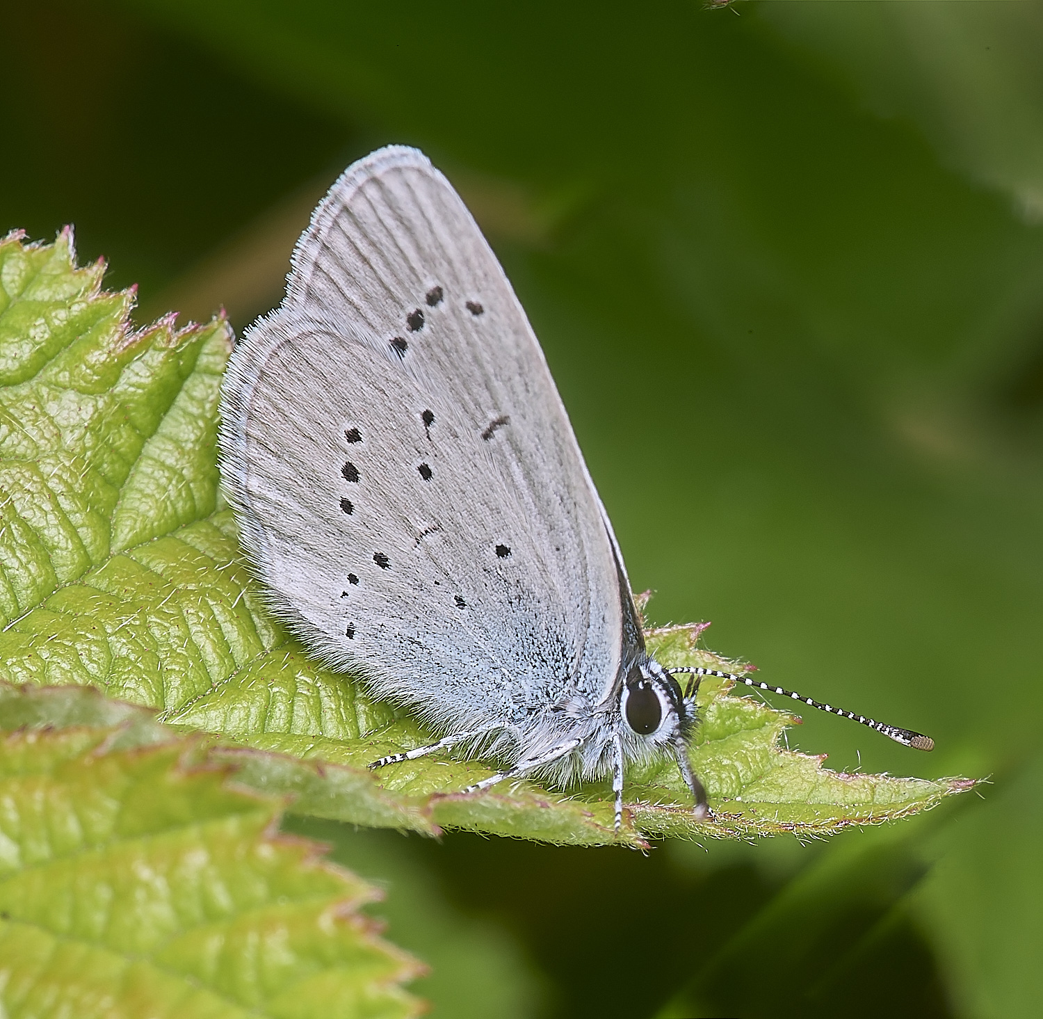 CranwichCampBlue080625-5
