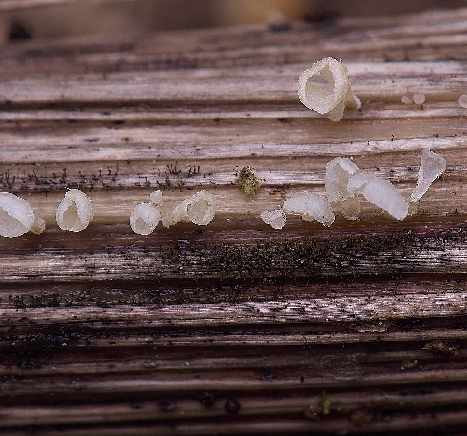 CranwichCampCalyptella080625-1