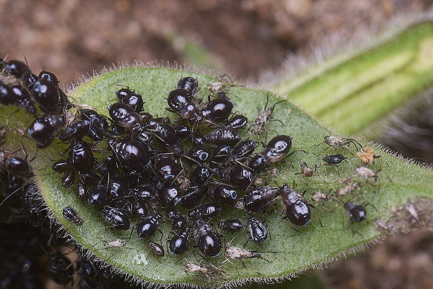 CranwichCampCampionAphid080625-3