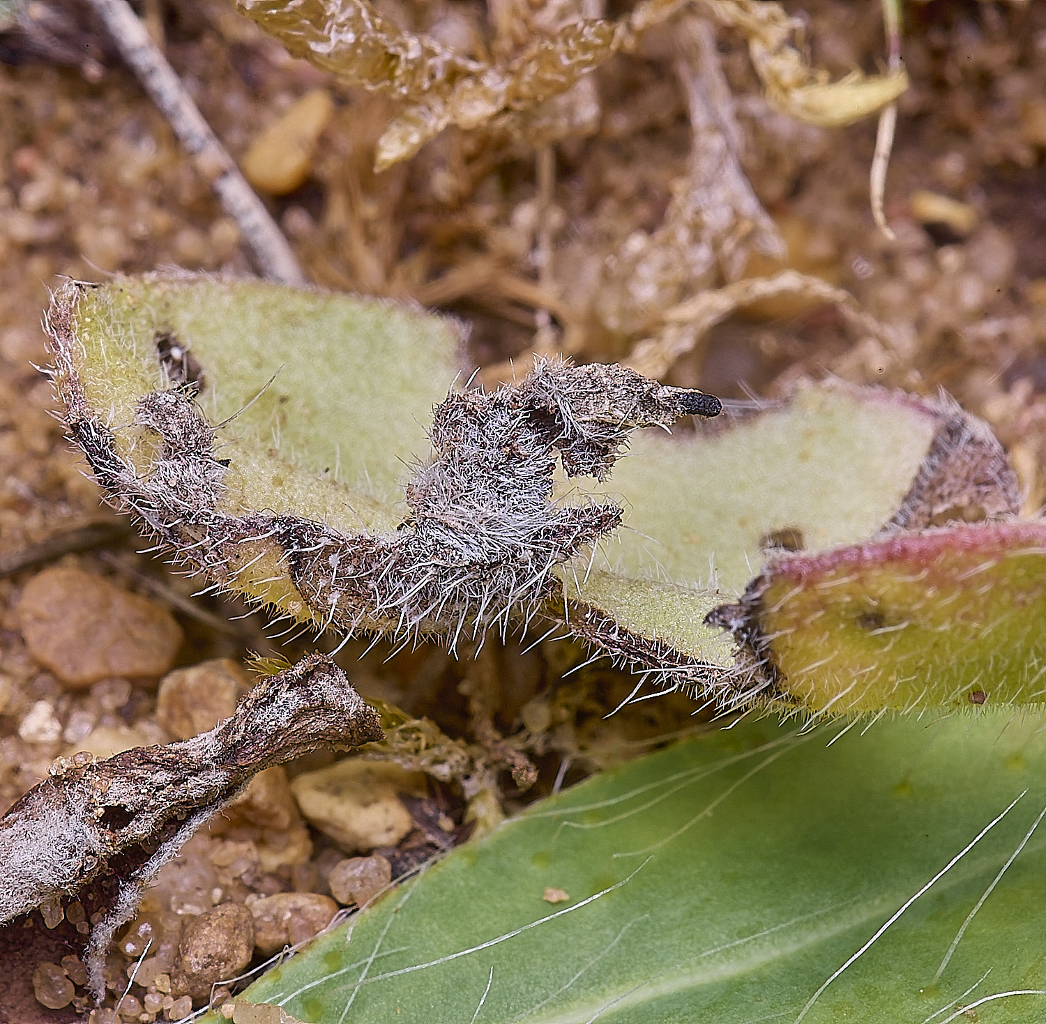 CranwichCampCase080625-1