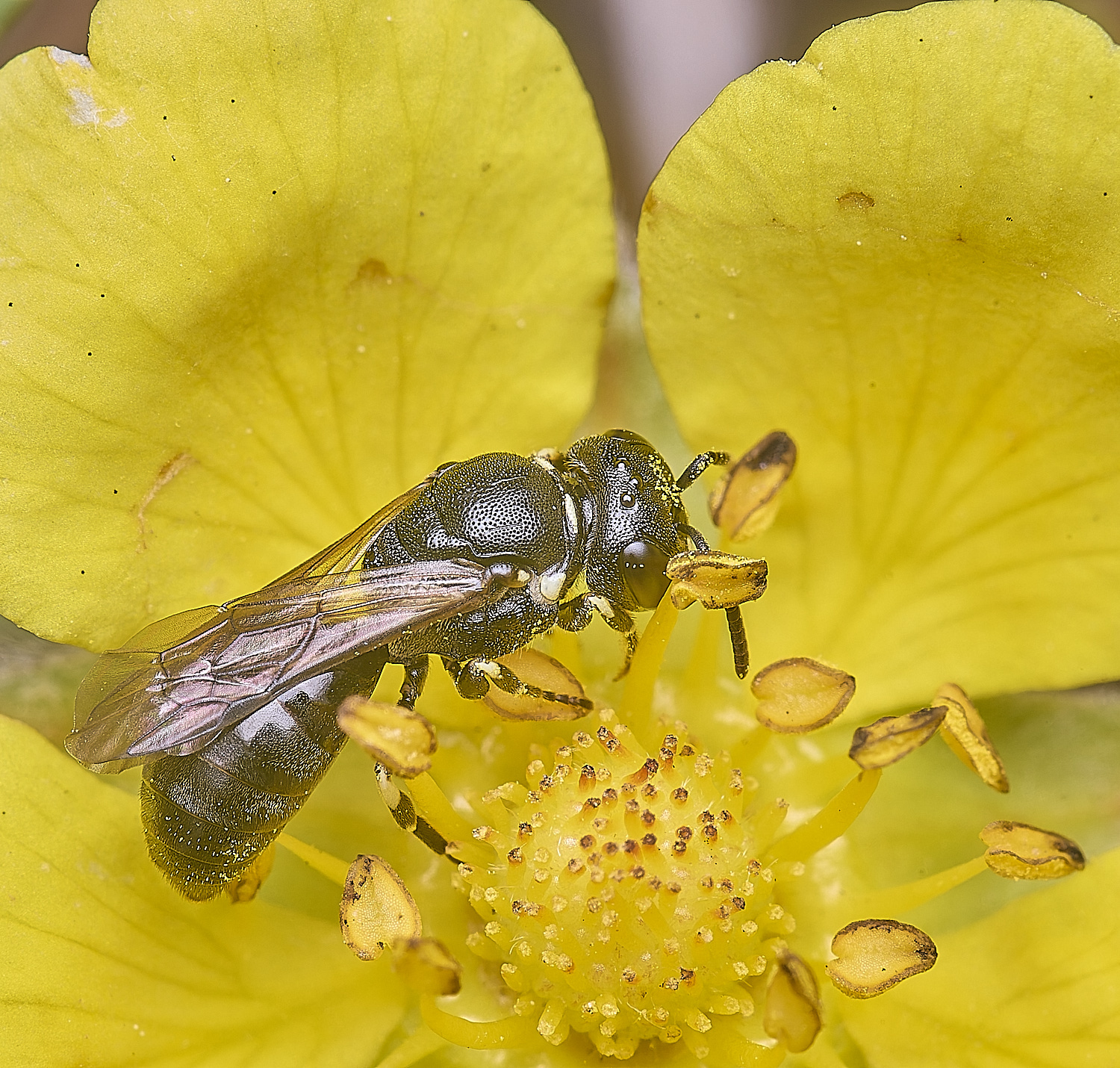 CranwichCampChalkTellowFace080625-2