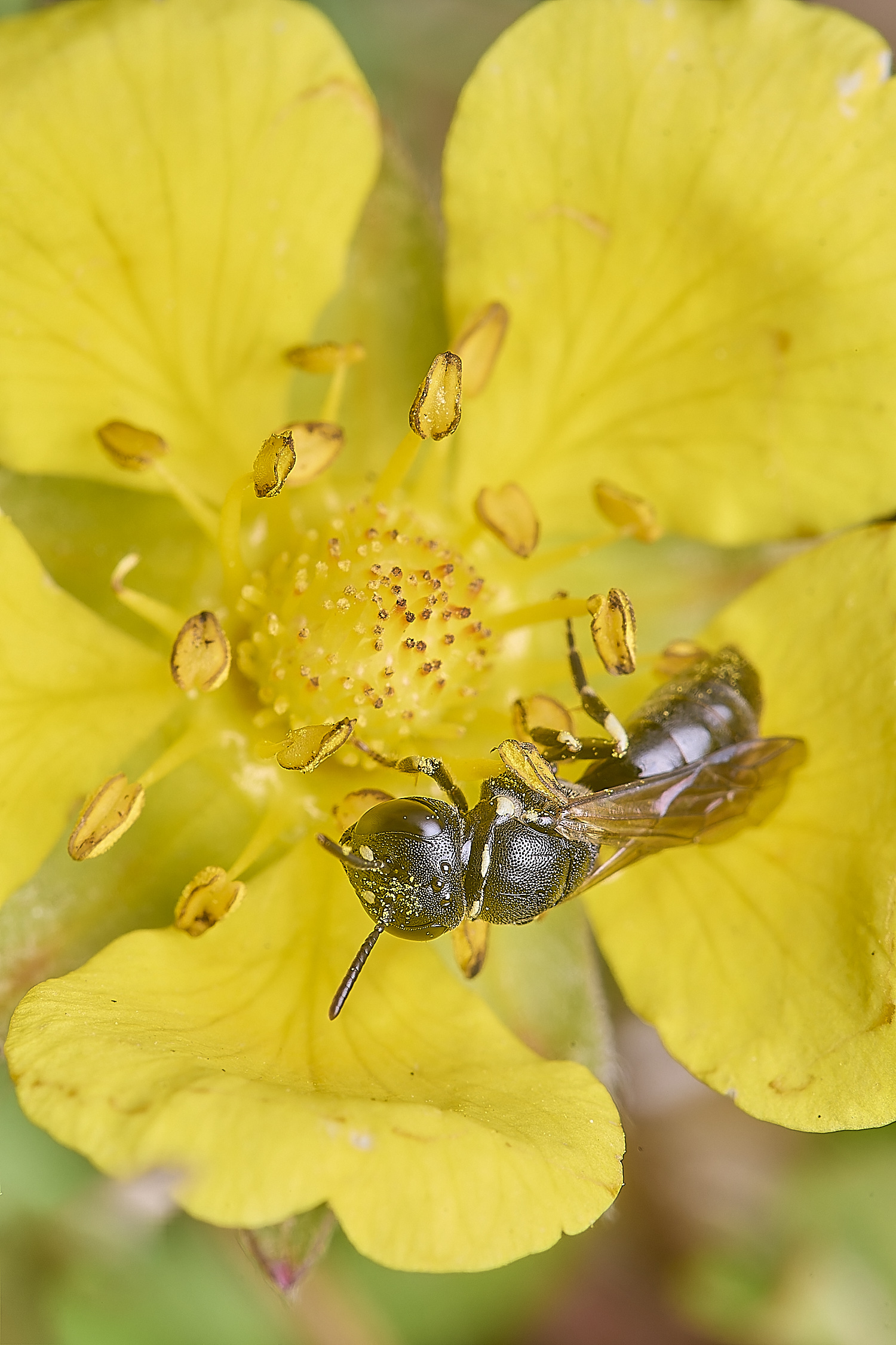 CranwichCampChalkTellowFace080625-4