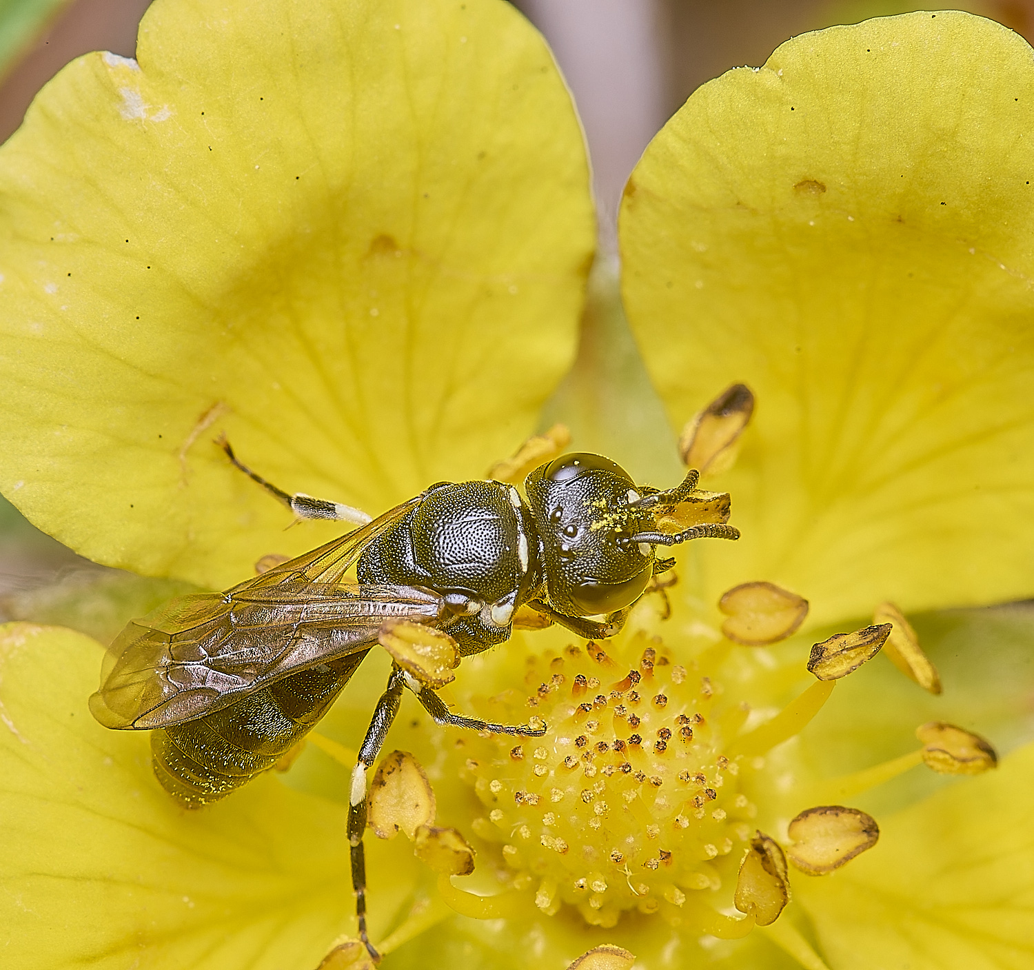 CranwichCampChalkTellowFace080625-5