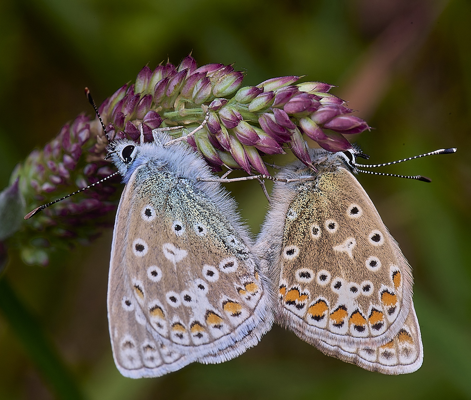 CranwichCampCommonBlue080625-1