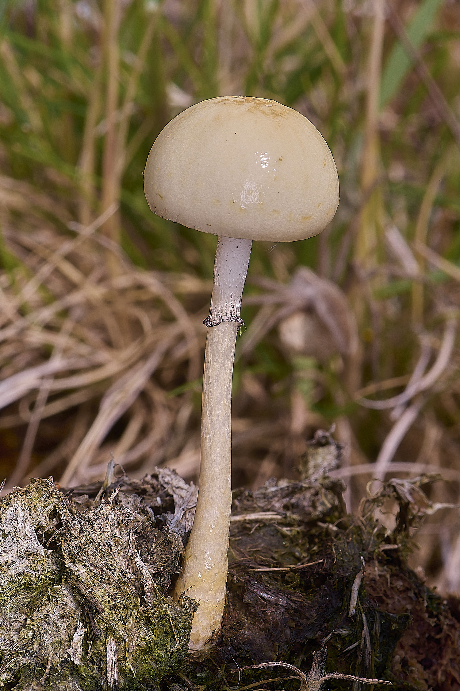 CranwichCampDungRoundhead080625-1