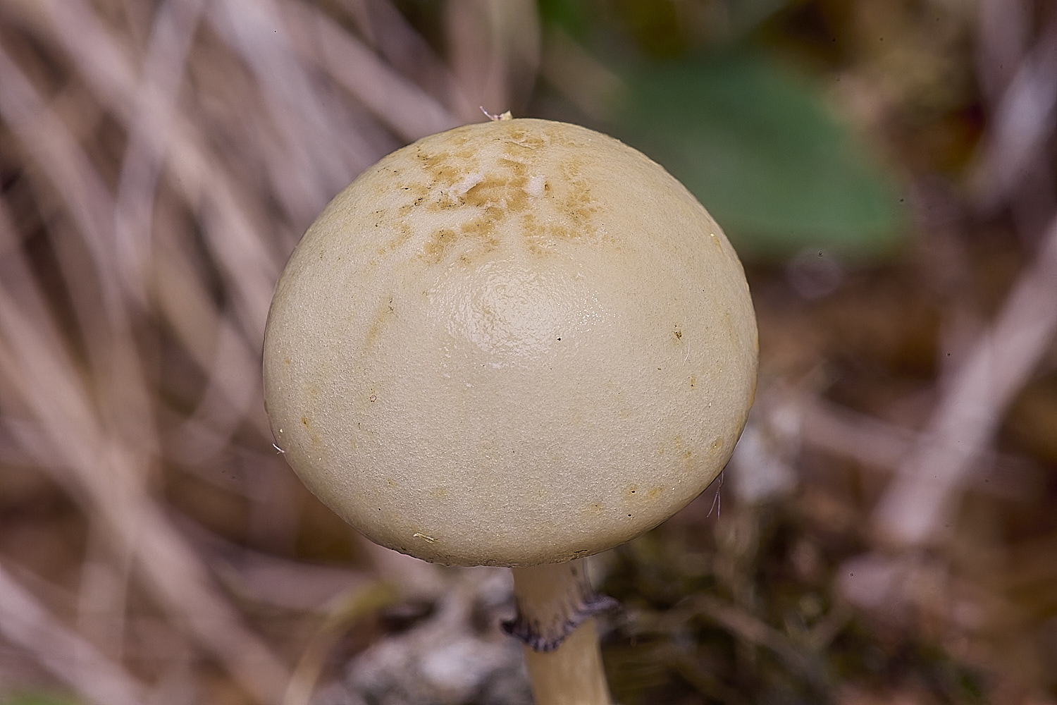 CranwichCampDungRoundhead080625-2