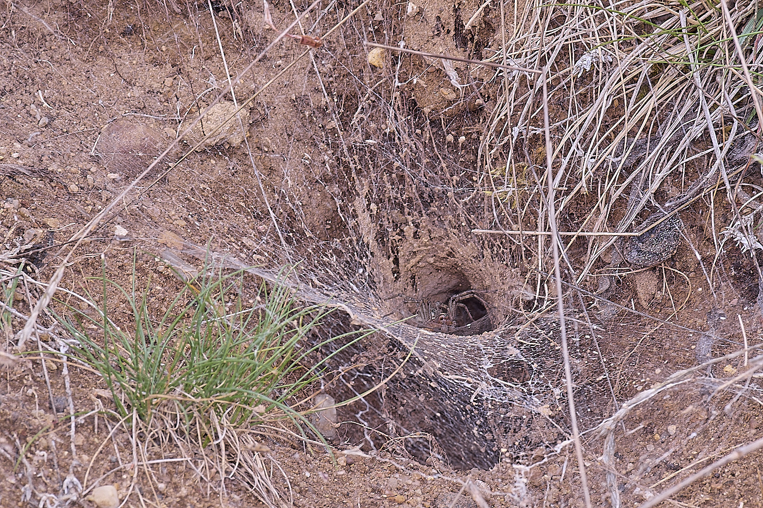 CranwichCampFunnelSpoder080625-1