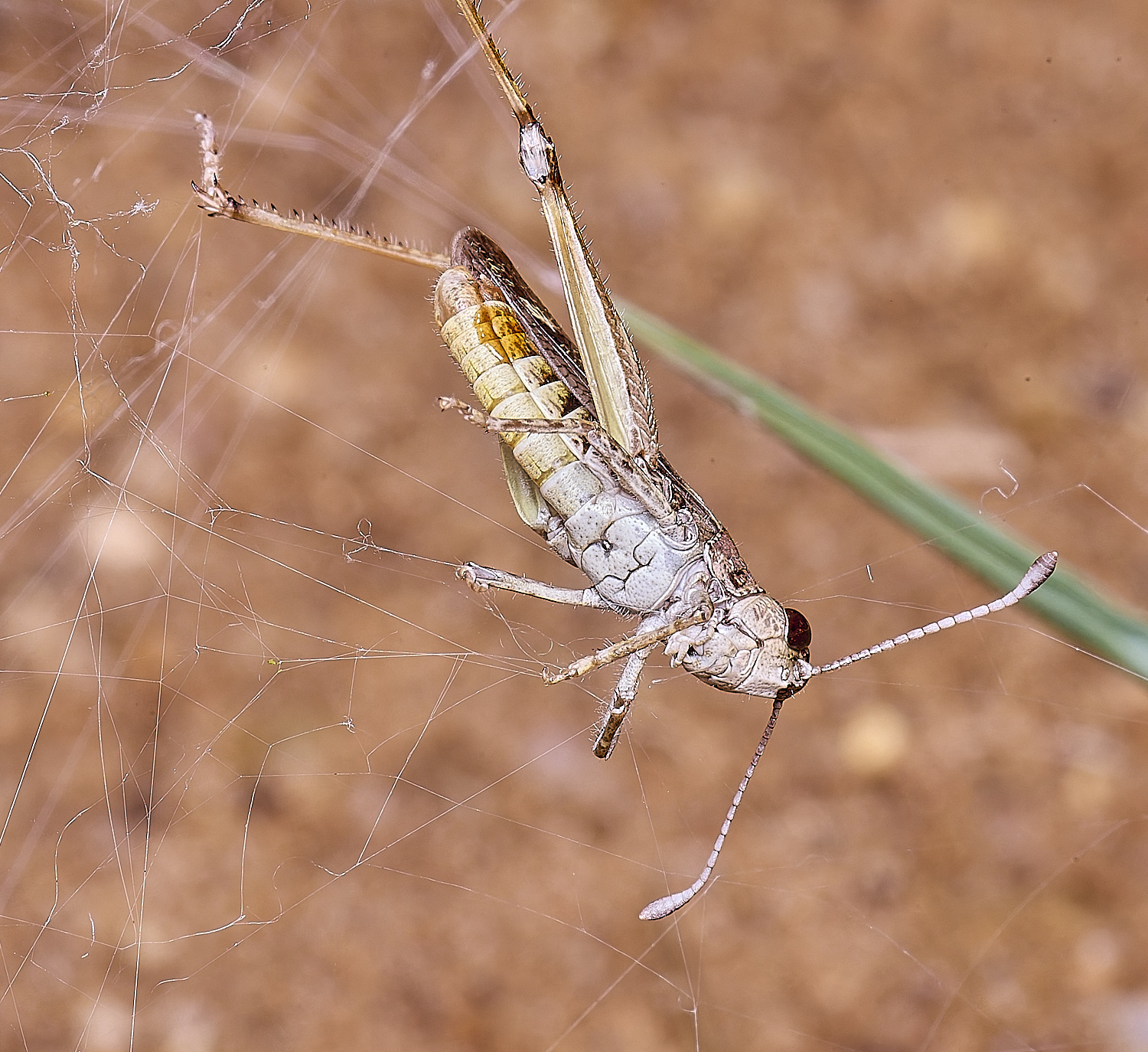 CranwichCampFunnelSpoder080625-6