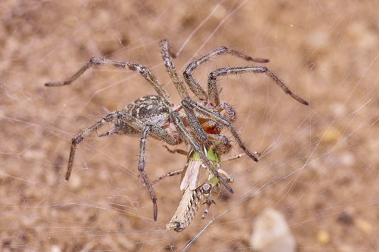 CranwichCampFunnelSpoder080625-7