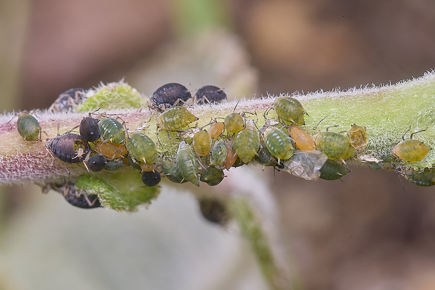 CranwichCampGreenOrangeBlackAphids080625-2