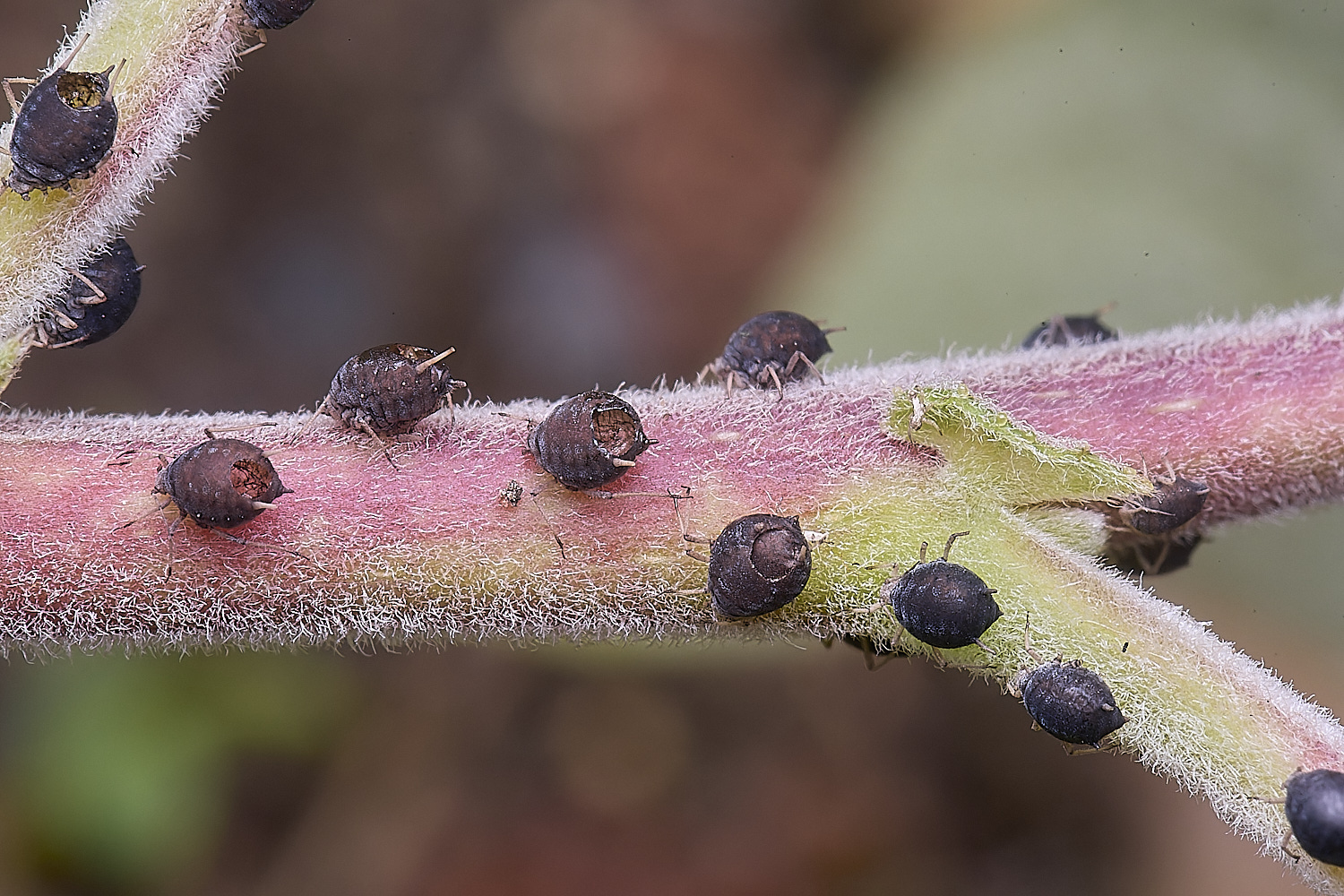 CranwichCampGreenOrangeBlackAphids080625-4