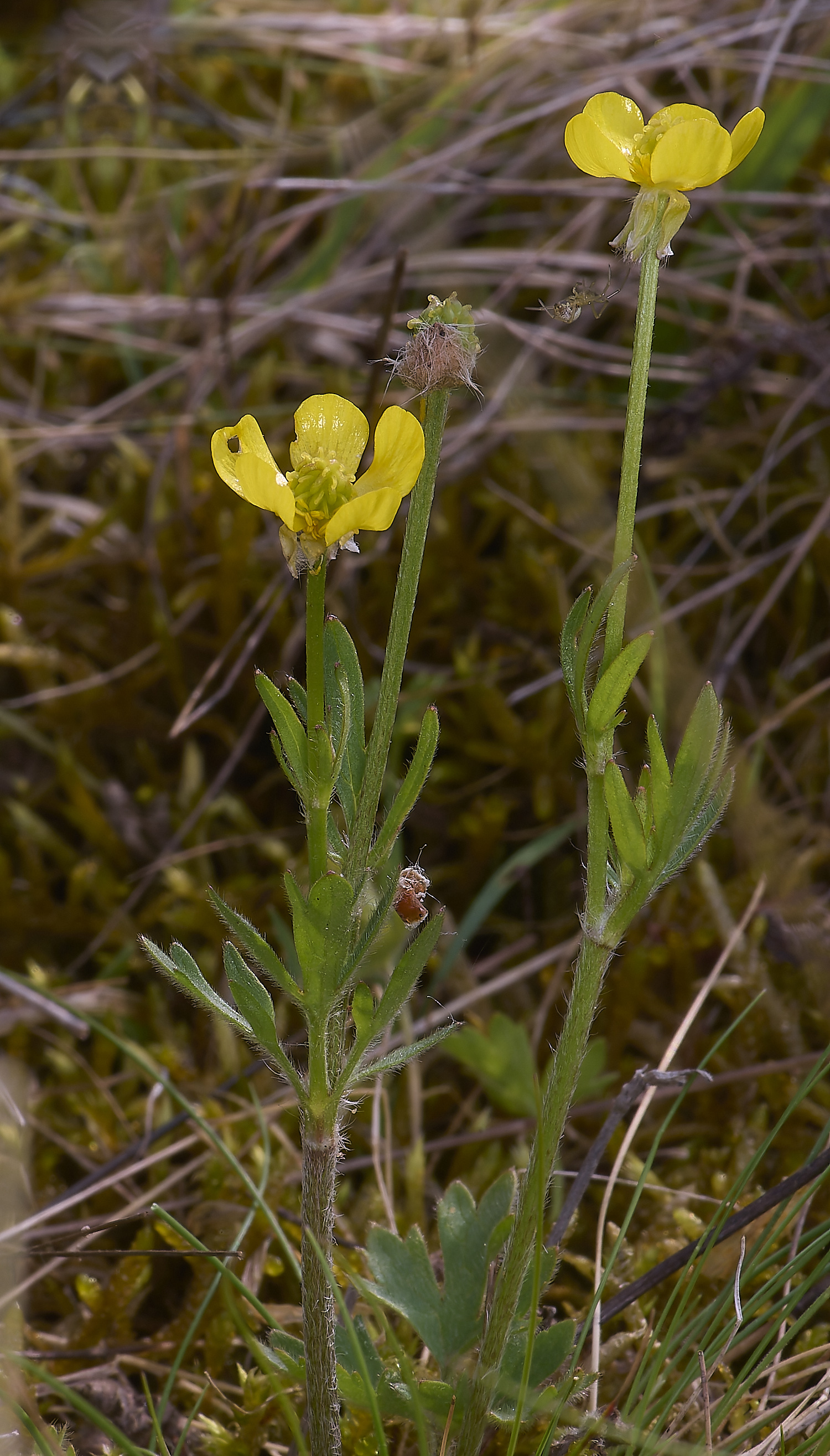 CranwichCampHairyButtercup080625-1