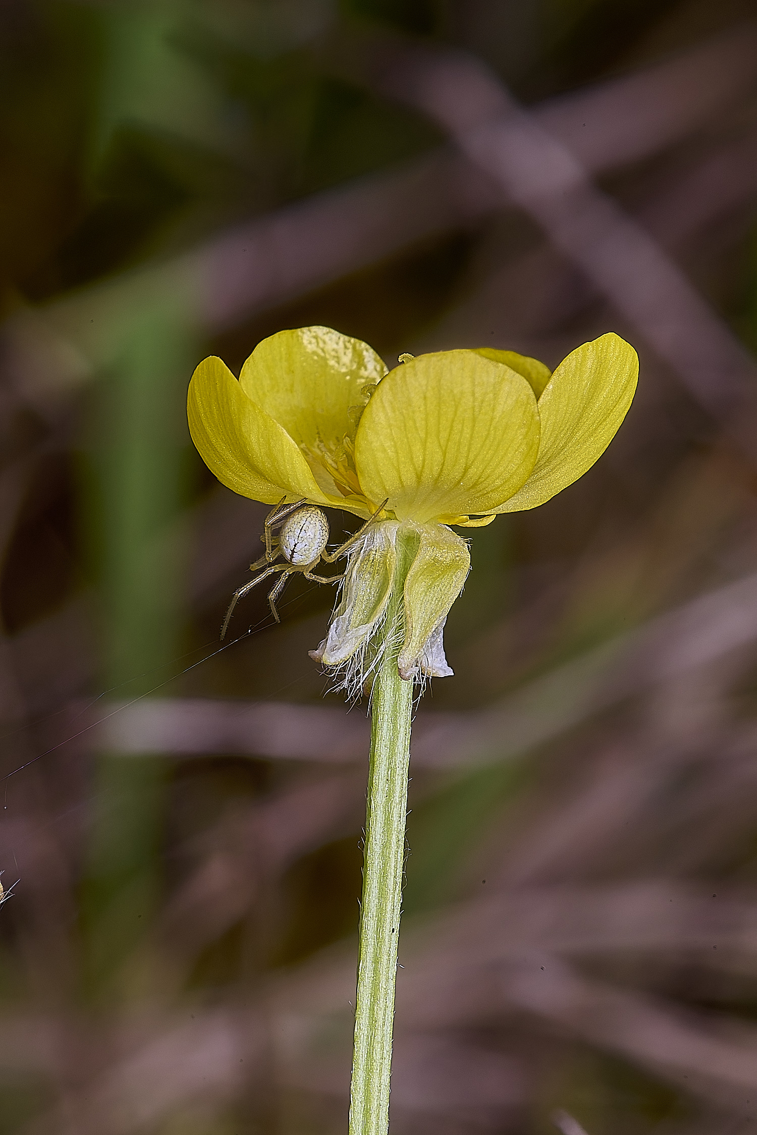 CranwichCampHairyButtercup080625-3