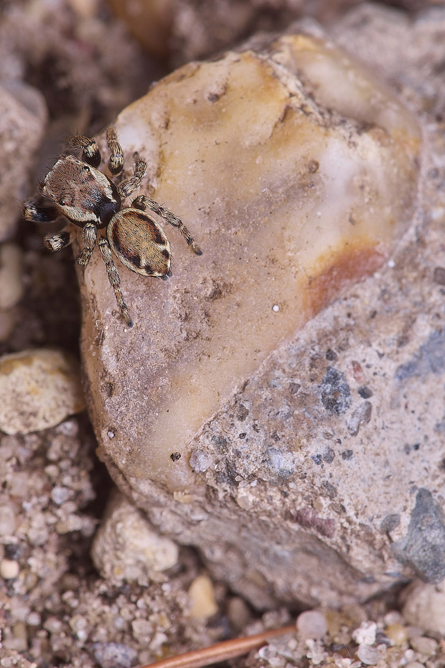 CranwichCampJumpingSpider080625-1