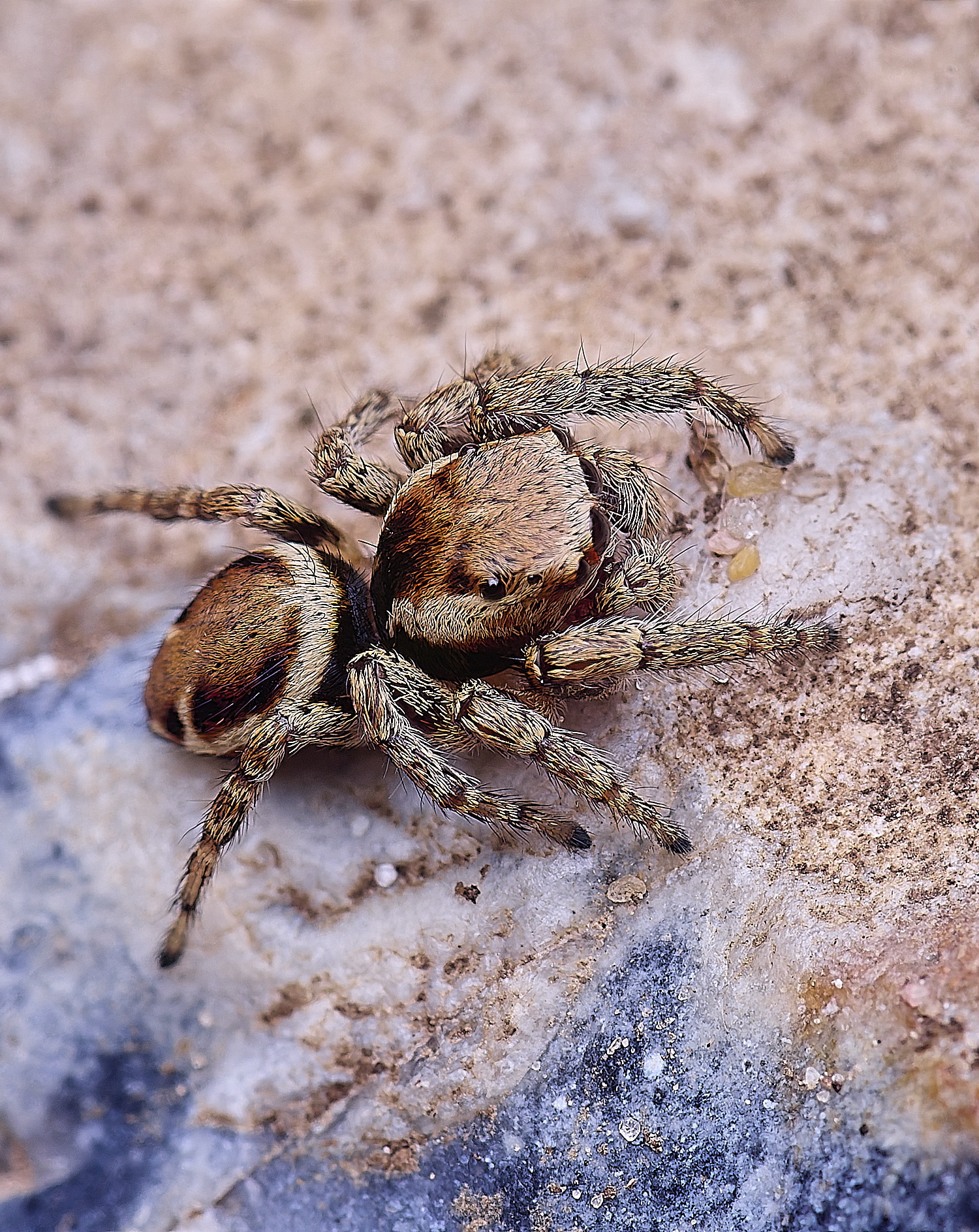 CranwichCampJumpingSpider080625-3