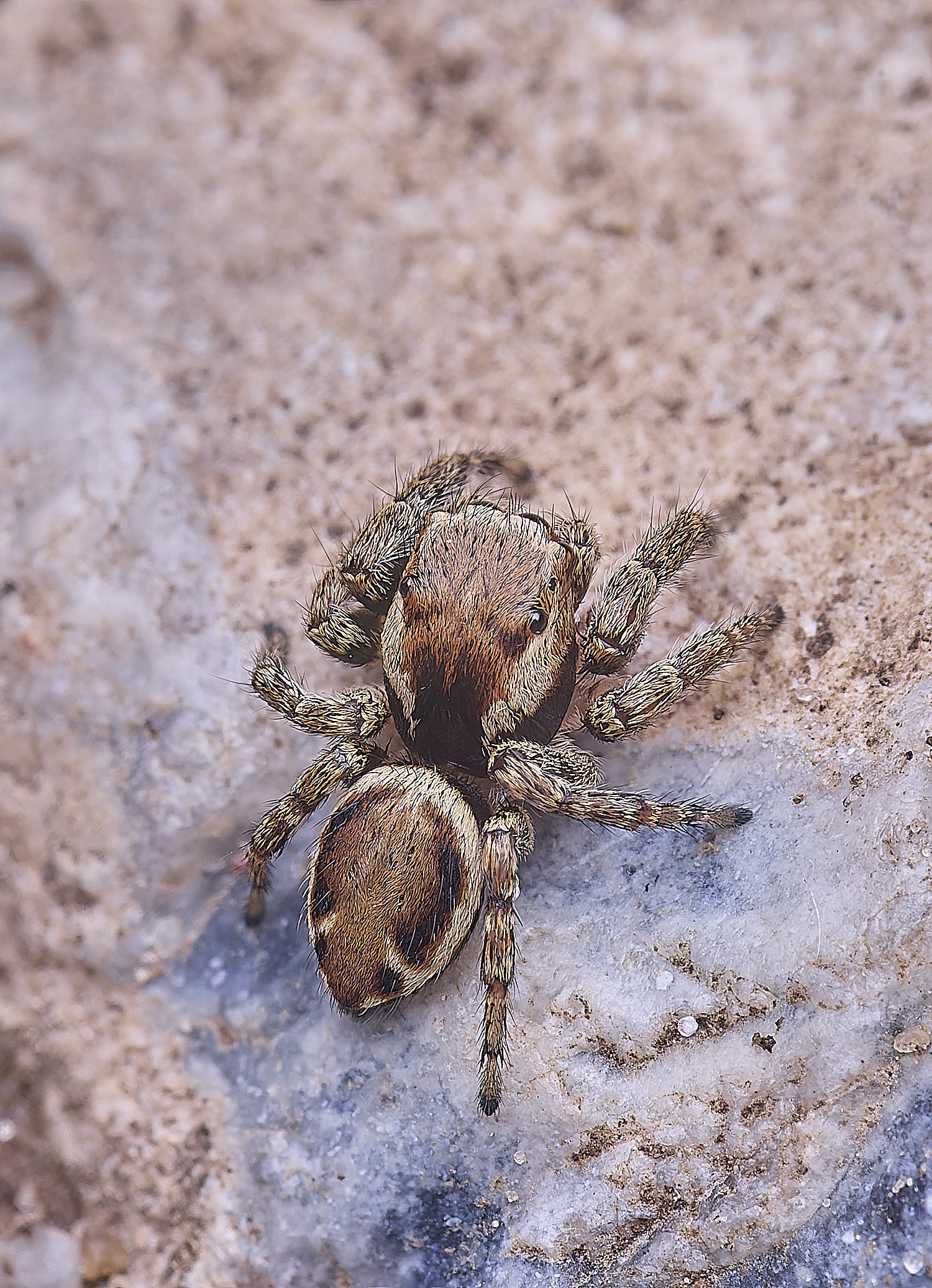 CranwichCampJumpingSpider080625-4