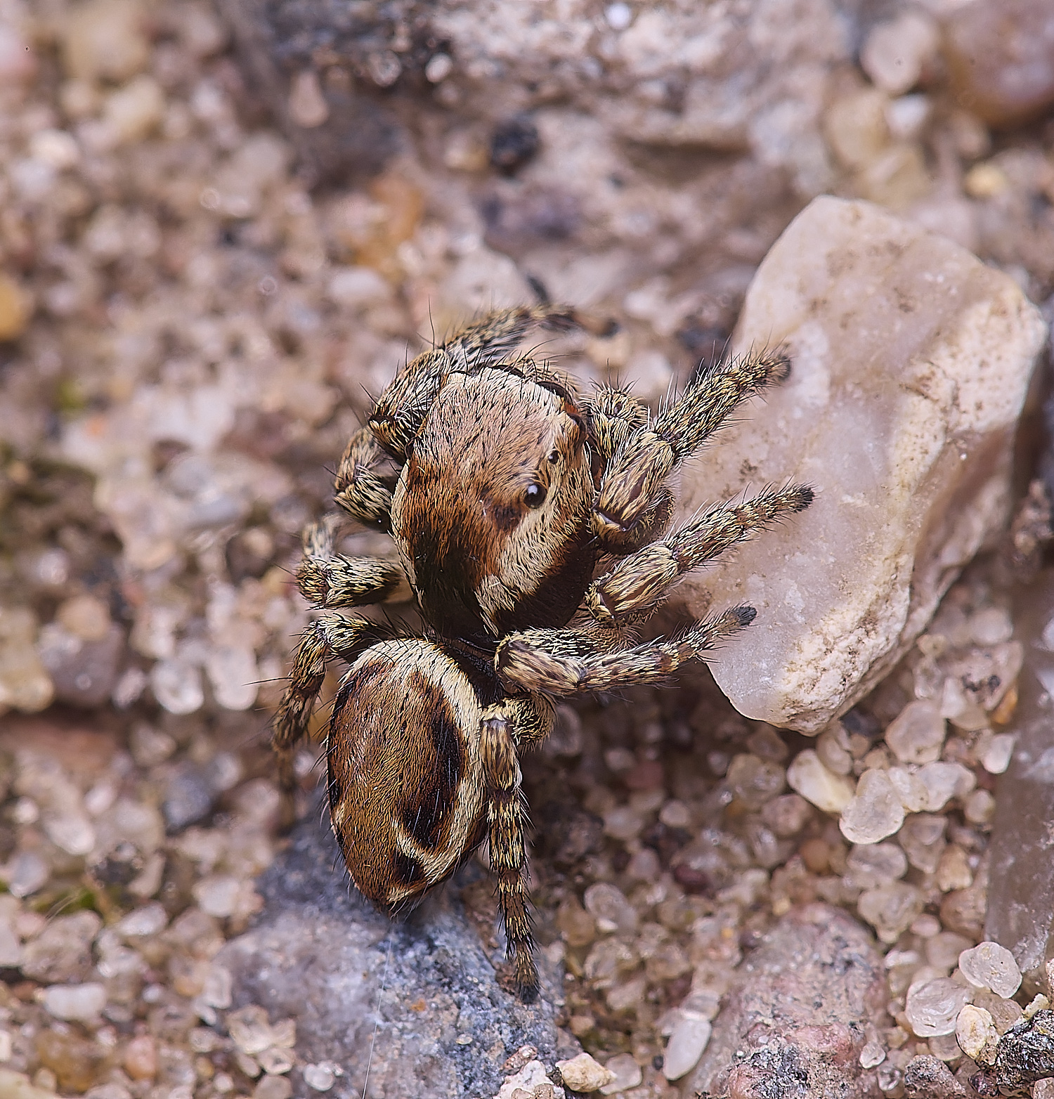 CranwichCampJumpingSpider080625-5
