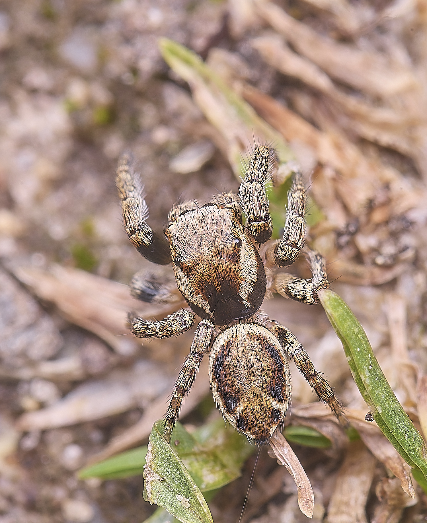 CranwichCampJumpingSpider080625-6