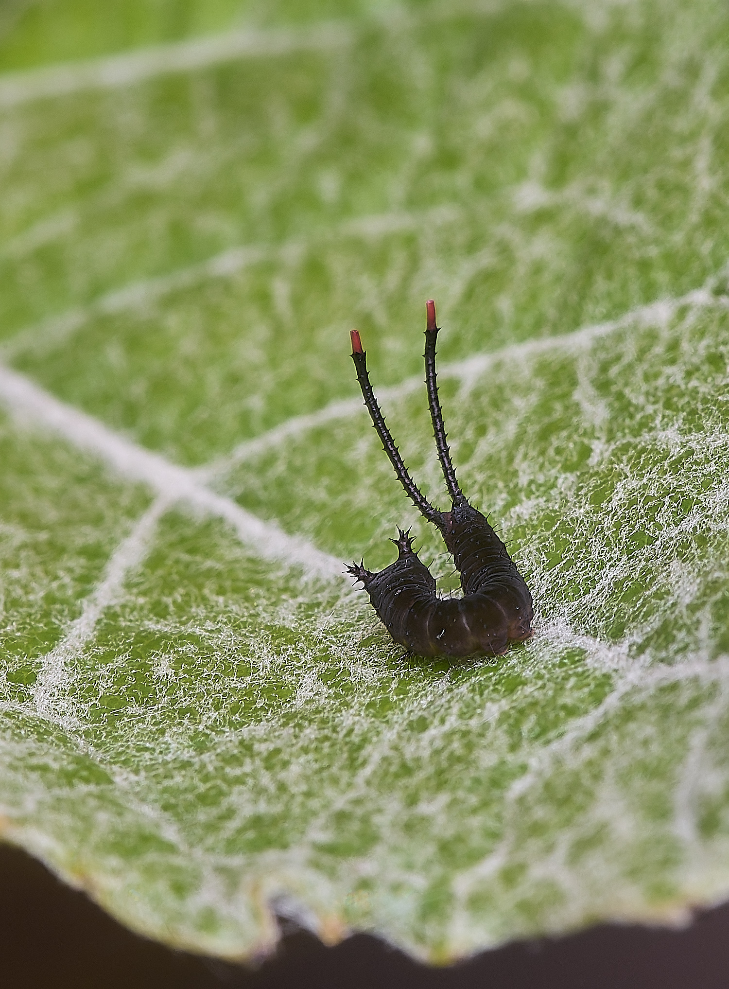 CranwichCampKitten080625-1