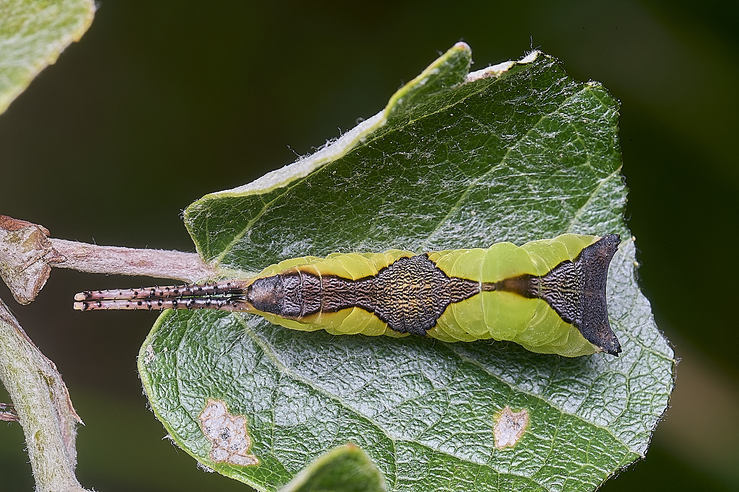 CranwichCampKitten080625-3