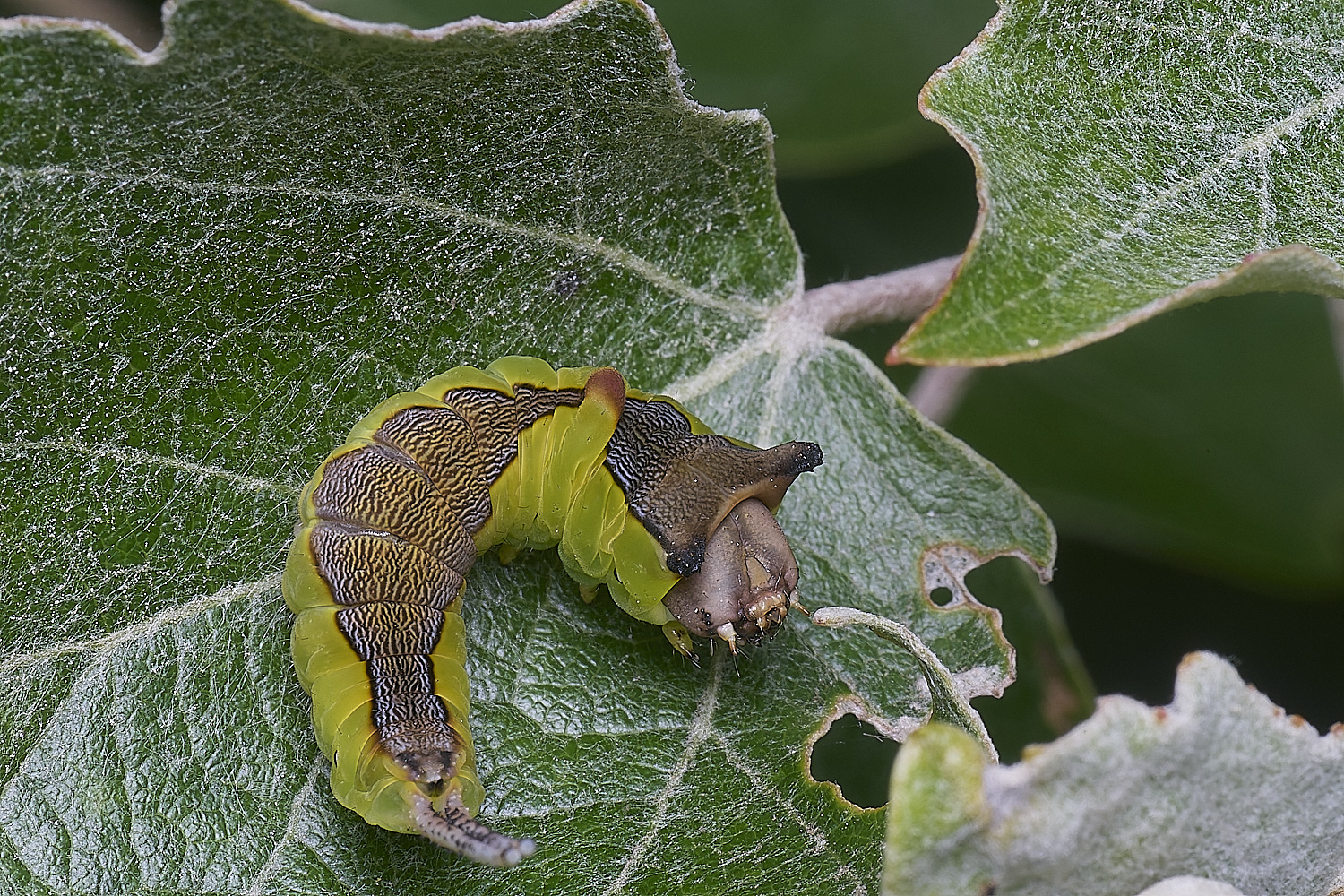 CranwichCampKitten080625-9