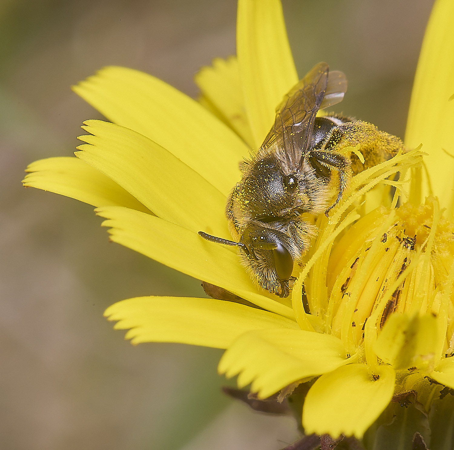 CranwichCampLleucozonium080625-10