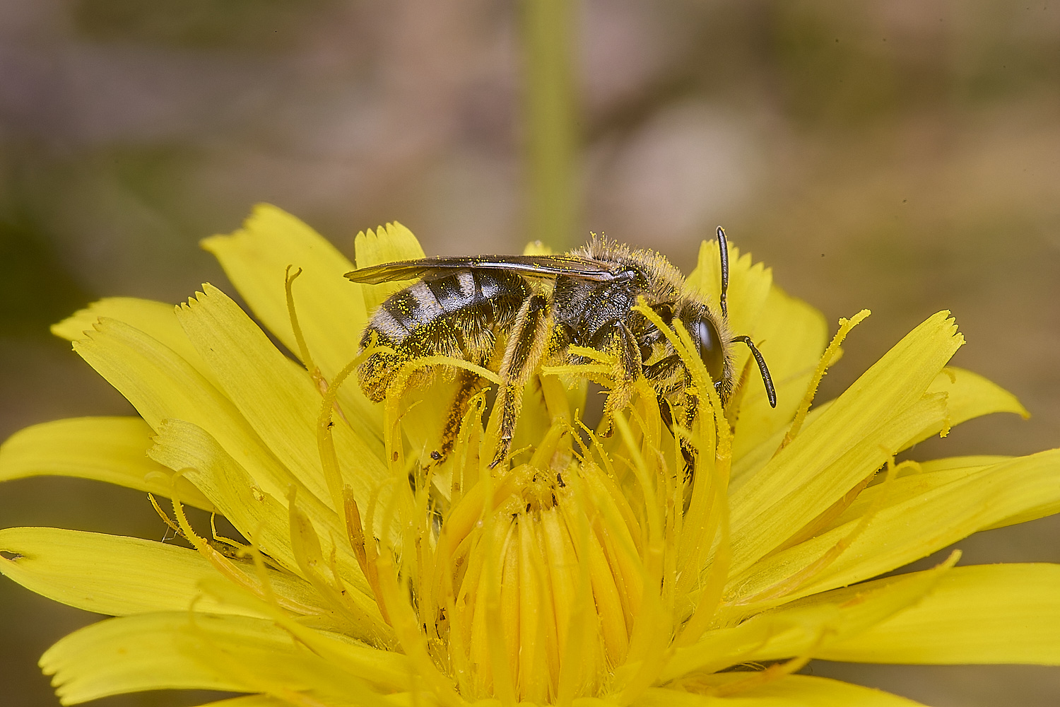 CranwichCampLleucozonium080625-4