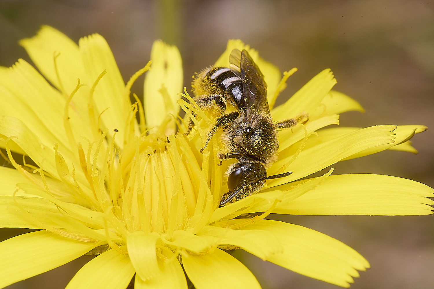 CranwichCampLleucozonium080625-5
