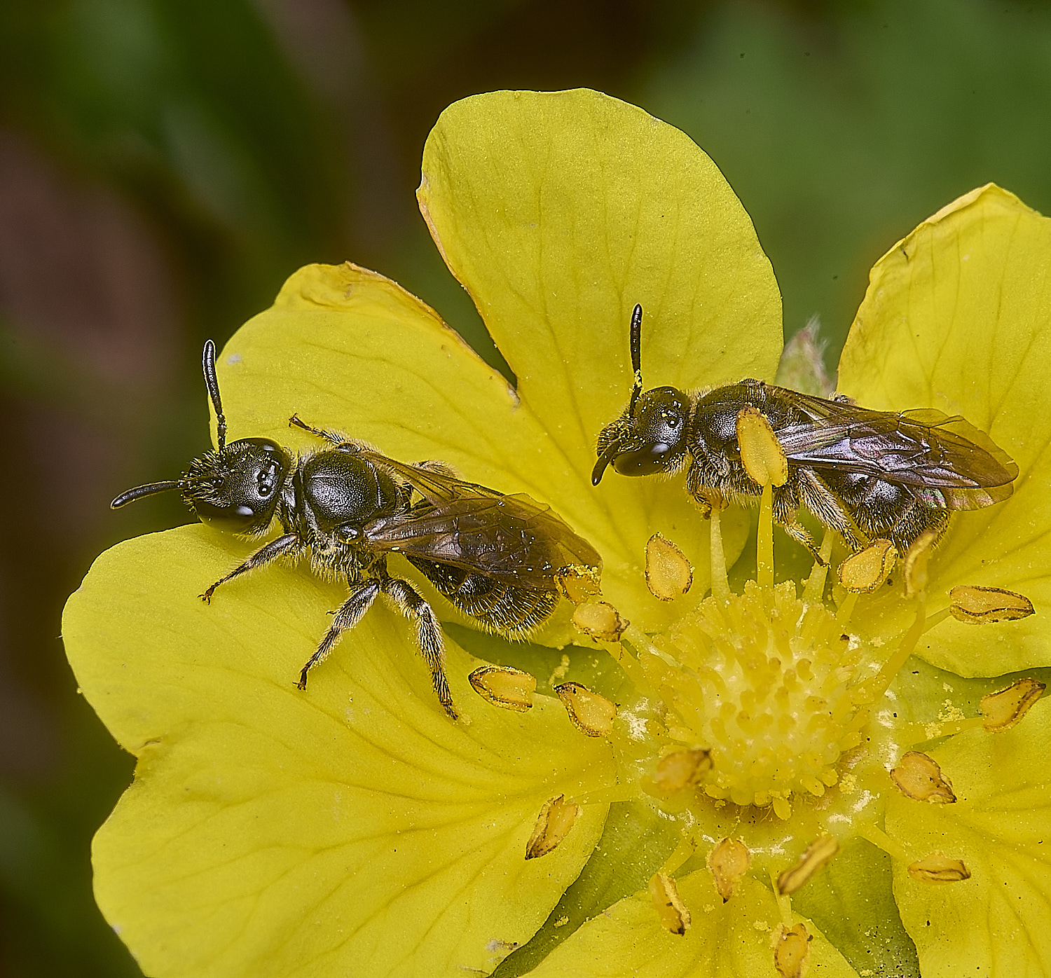 CranwichCampLmorio080625-1